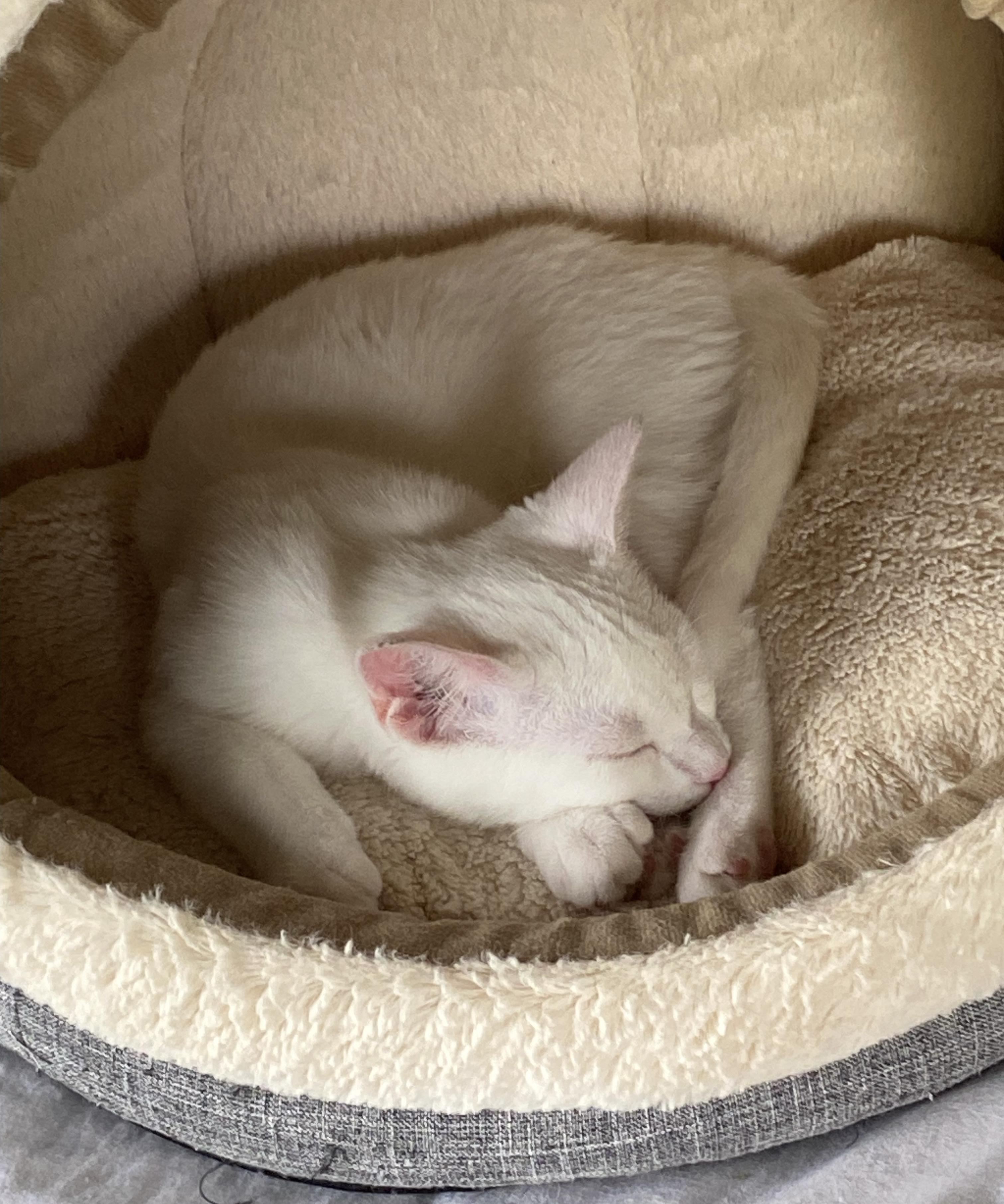 Marshmallow, a ADOPTABLE Domestic Short Hair in Lawrenceburg, IN image 2/4