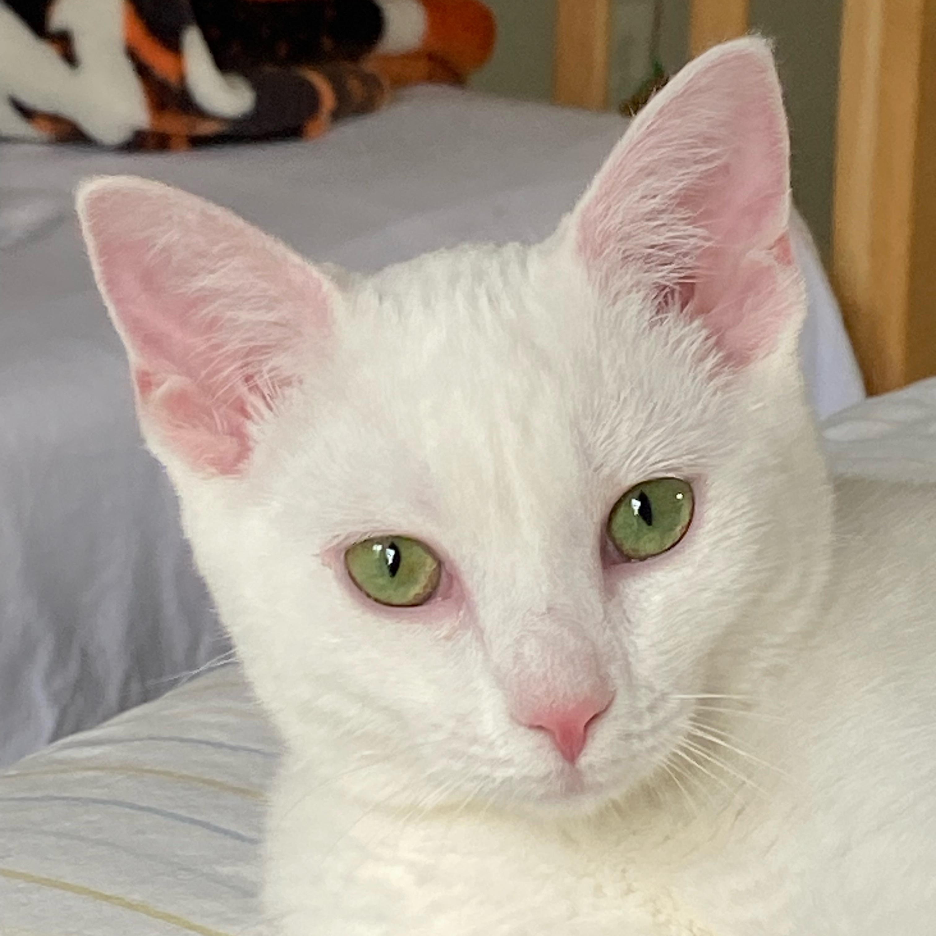 Marshmallow, a ADOPTABLE Domestic Short Hair in Lawrenceburg, IN image 1/6