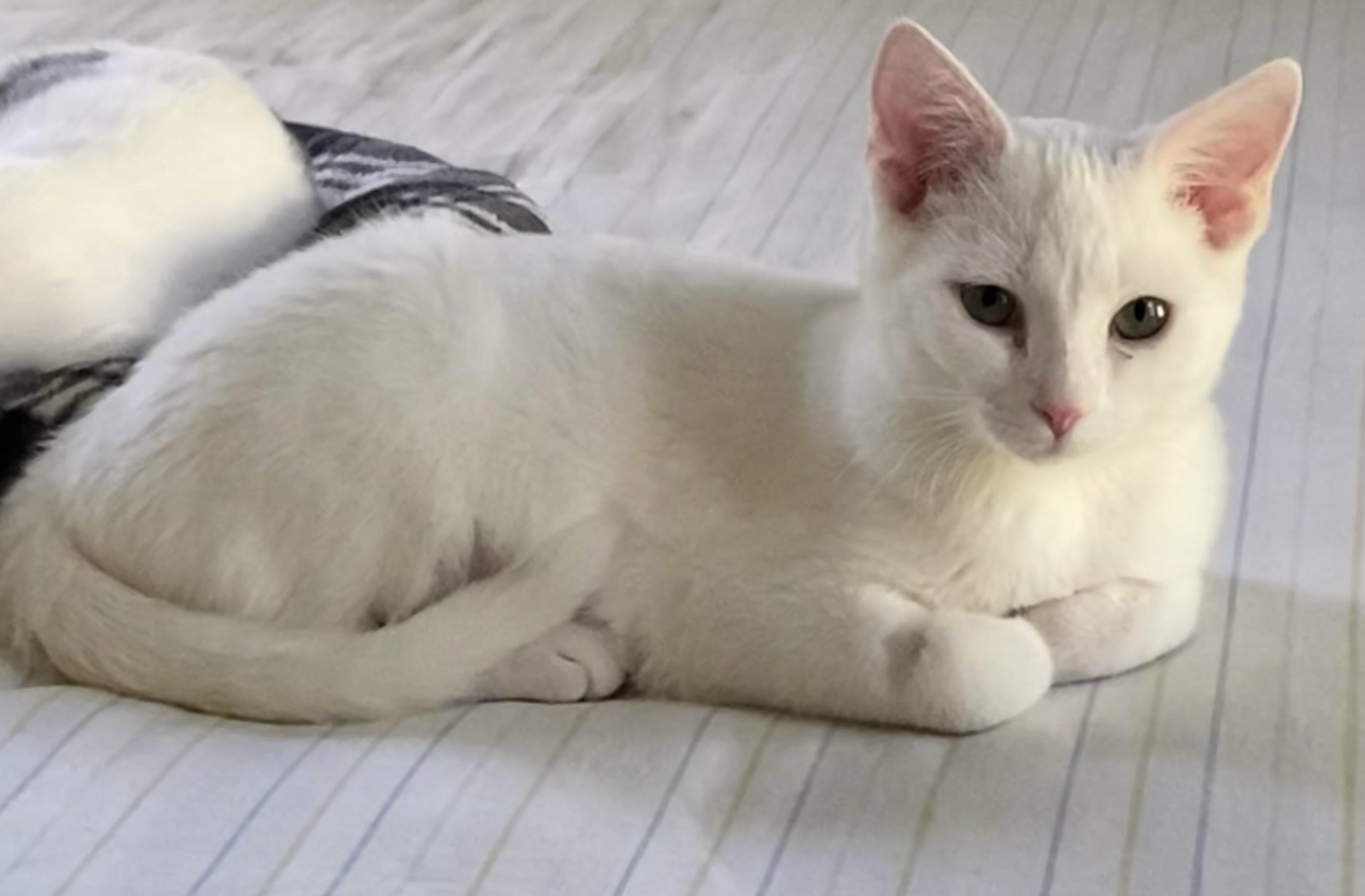 Marshmallow, a ADOPTABLE Domestic Short Hair in Lawrenceburg, IN image 4/4