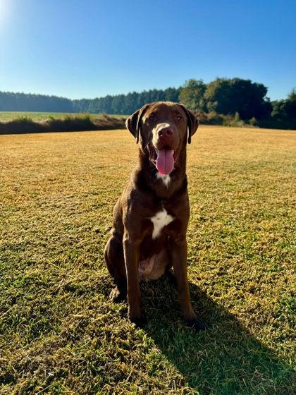 Pie (Roux), a Adoptable mixed breed in Daphne, AL image 2/2
