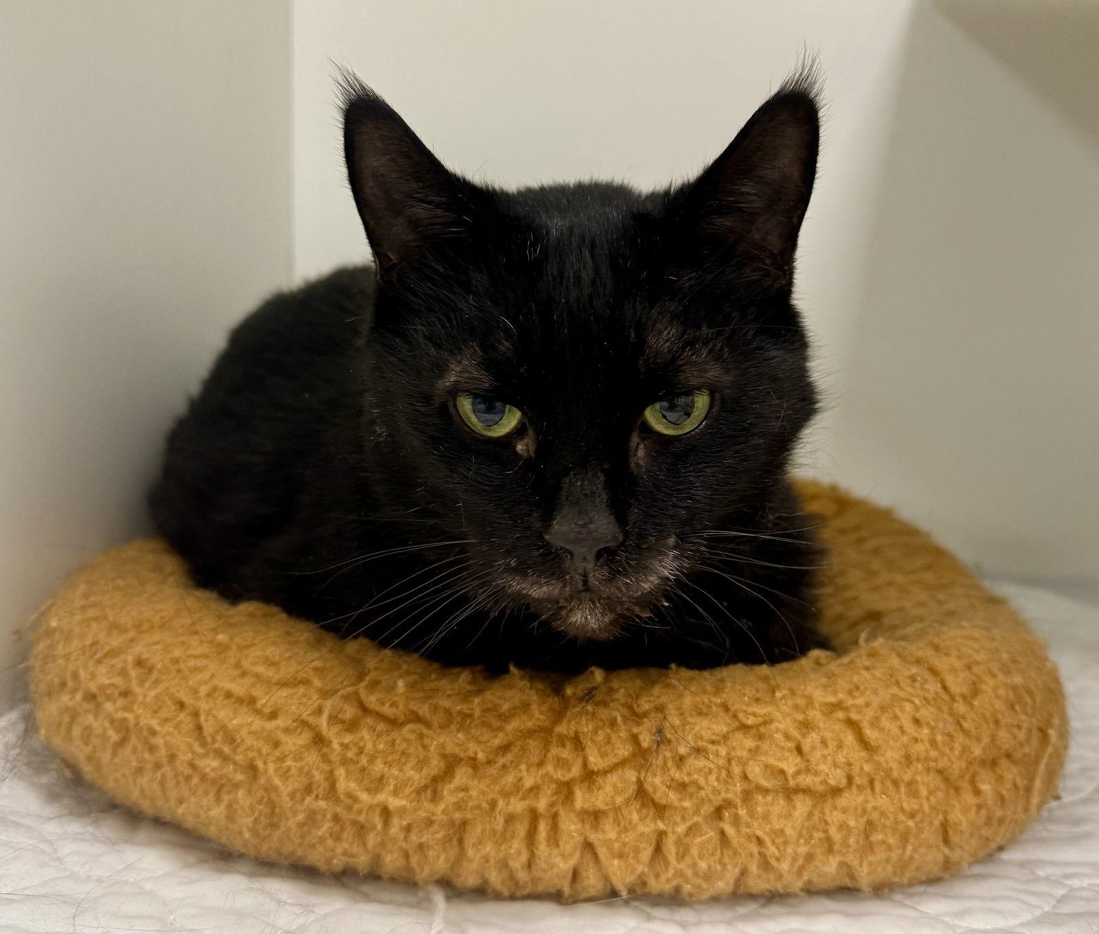 Enlarge Chevy M, a Adoptable Domestic Short Hair in Satellite Beach, FL image 1/1