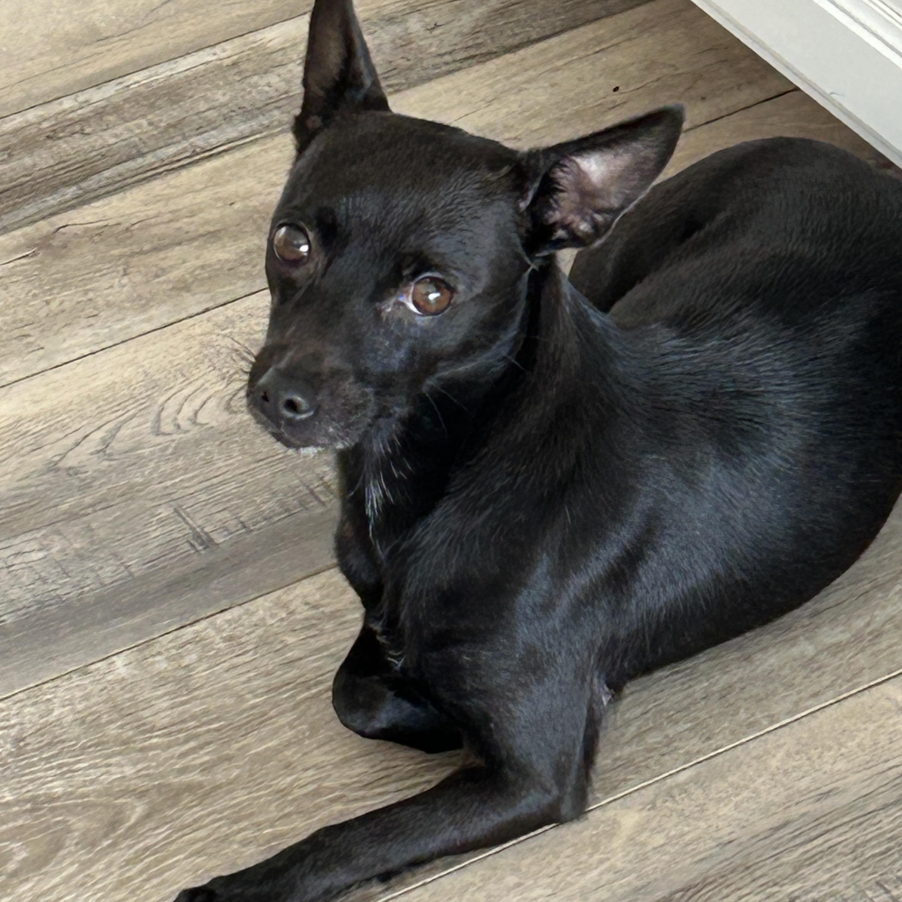 Enlarge Daisy Min Pin, a Adoptable mixed breed in Sarasota, FL image 3/4