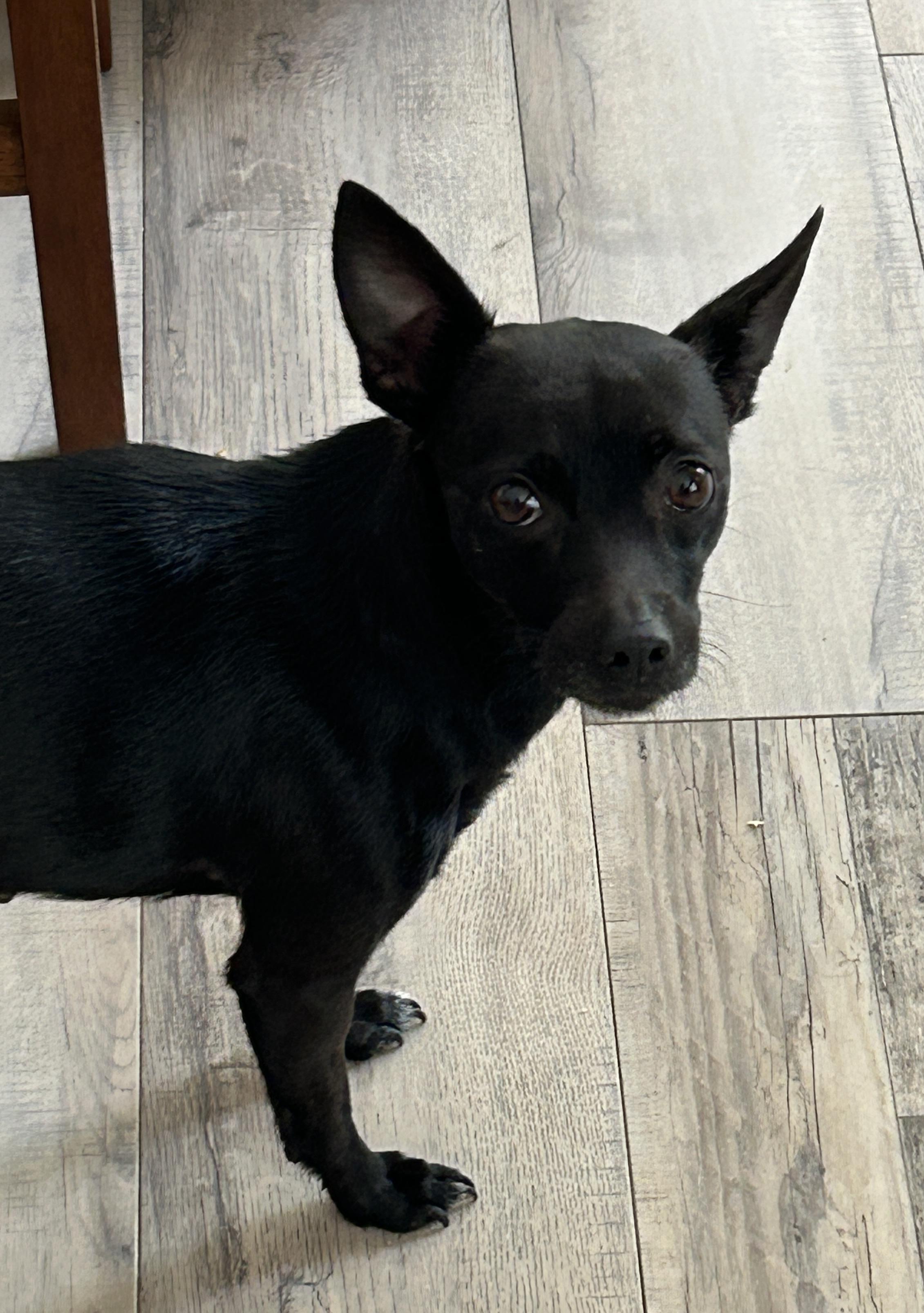 Enlarge Daisy Min Pin, a Adoptable mixed breed in Sarasota, FL image 1/4