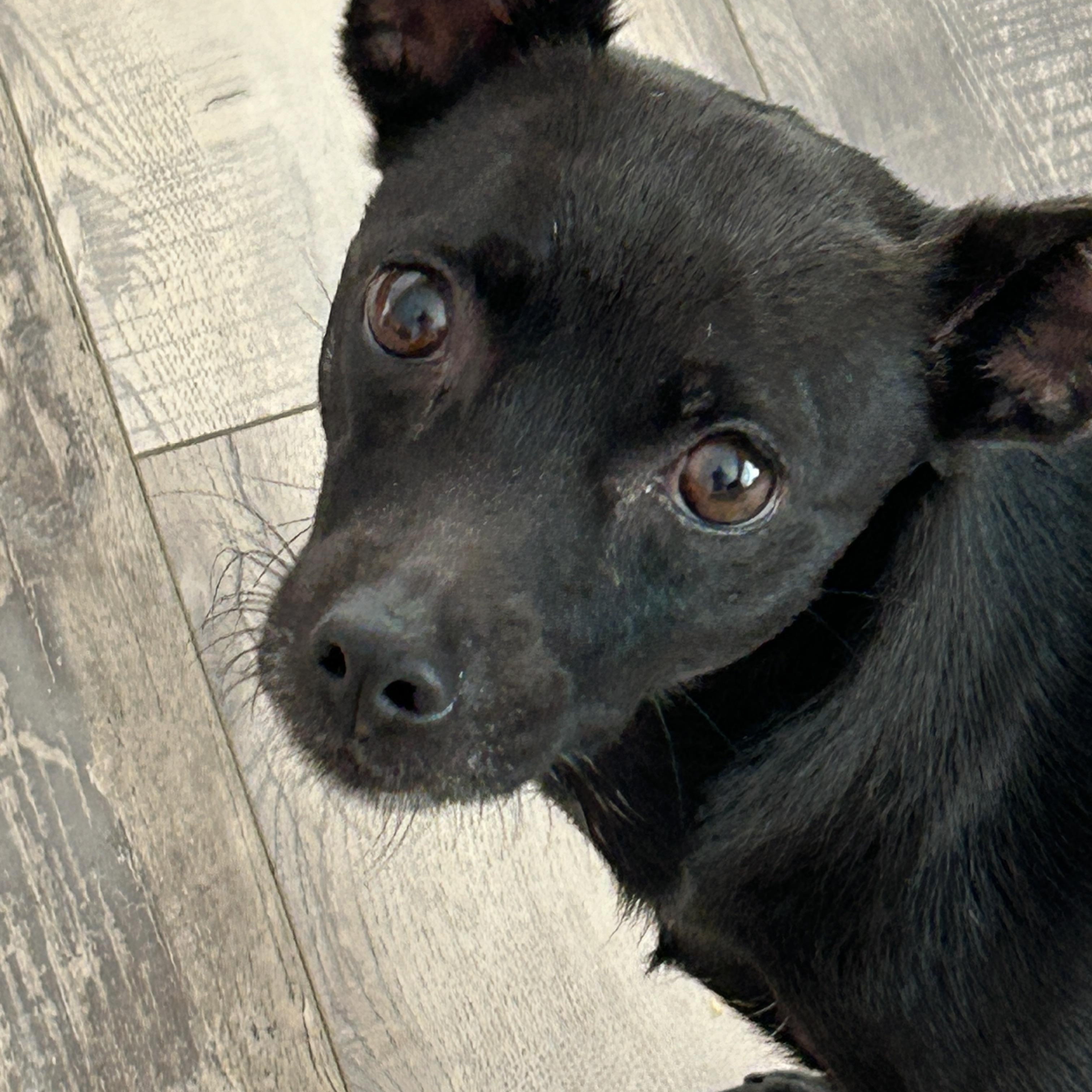 Enlarge Daisy Min Pin, a Adoptable mixed breed in Sarasota, FL image 2/4