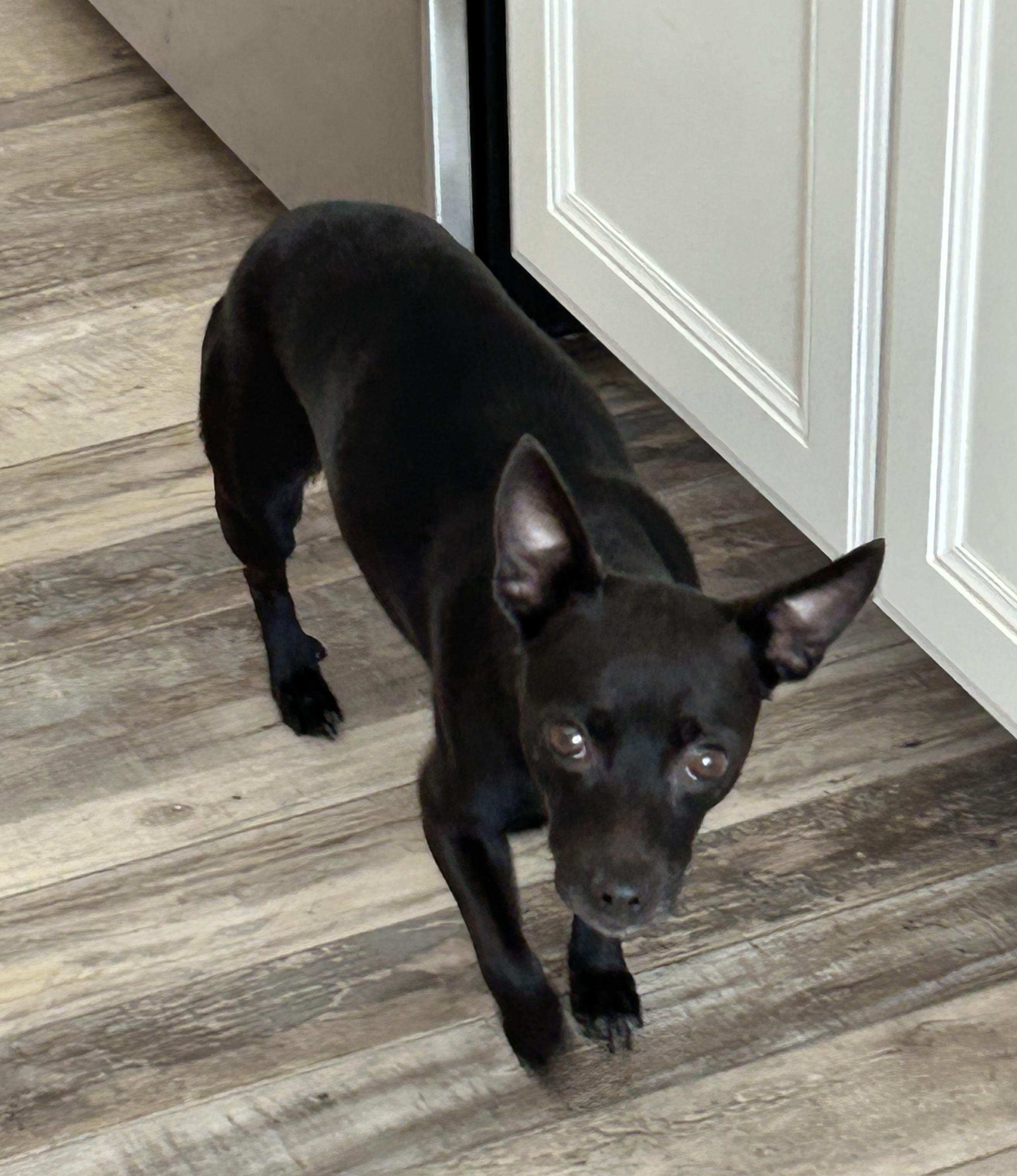 Enlarge Daisy Min Pin, a Adoptable mixed breed in Sarasota, FL image 4/4