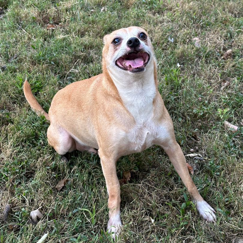 Tut Tut (Deb-Fostered in TN) photo 2