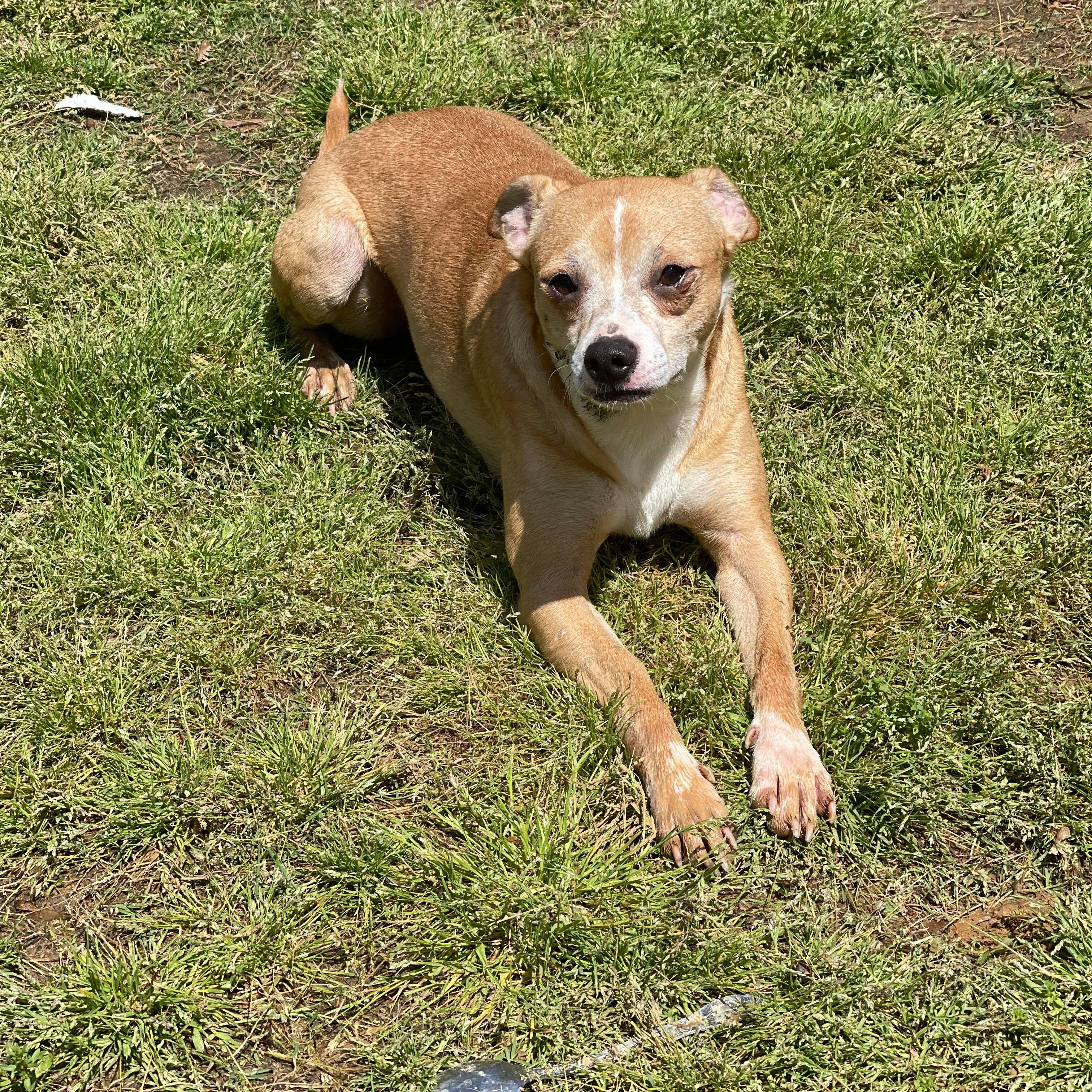 Tut Tut (Deb-Fostered in TN)