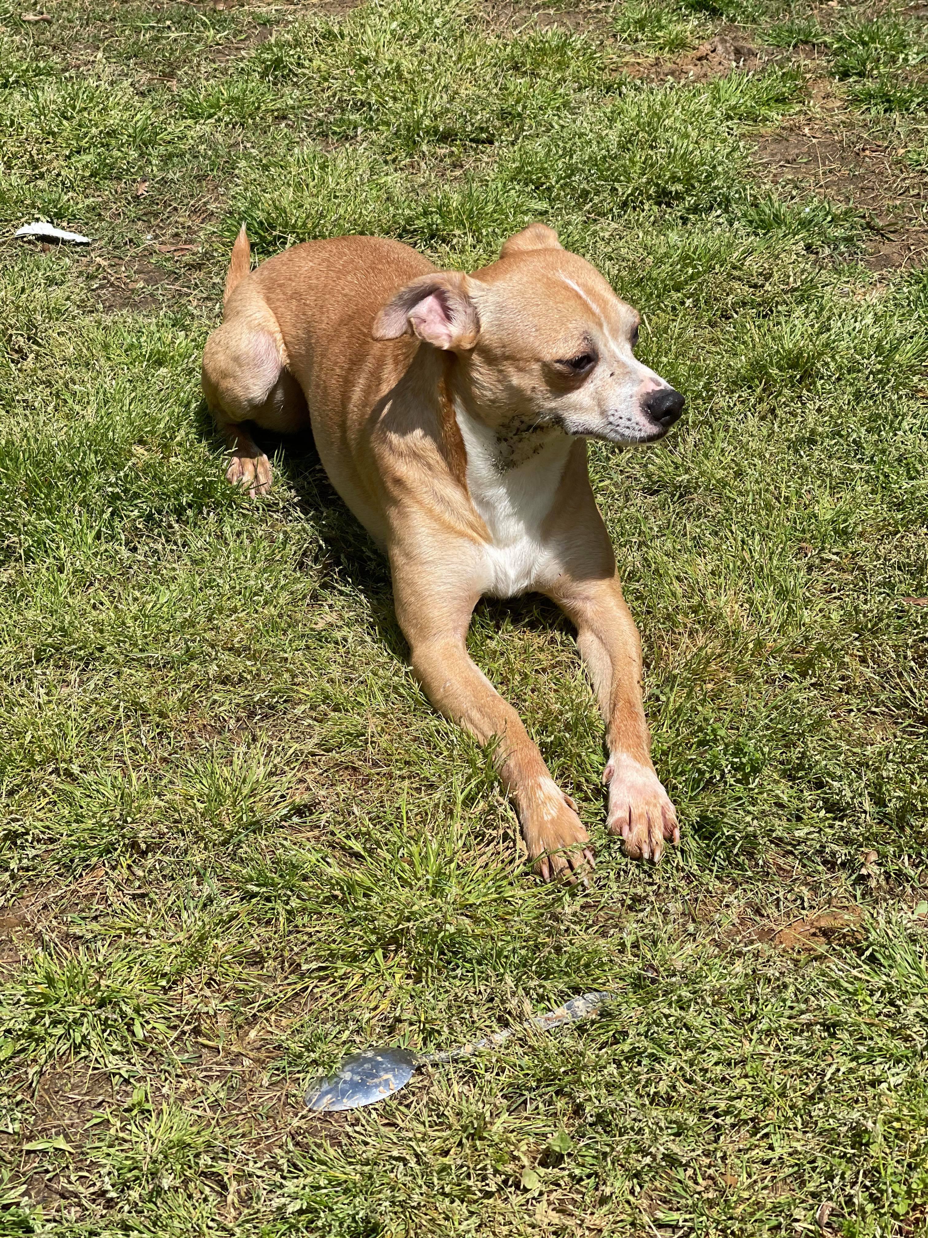 Tut Tut (Deb-Fostered in TN) photo 3