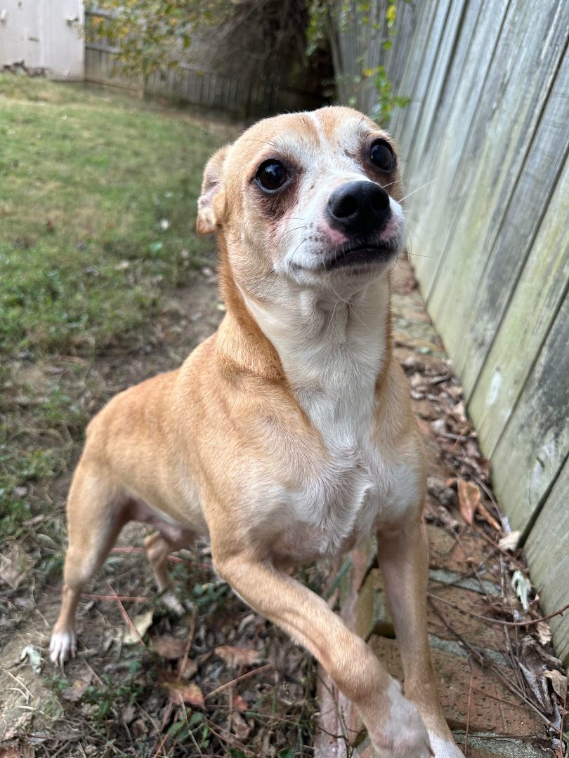 Tut Tut (Deb-Fostered in TN) photo 4