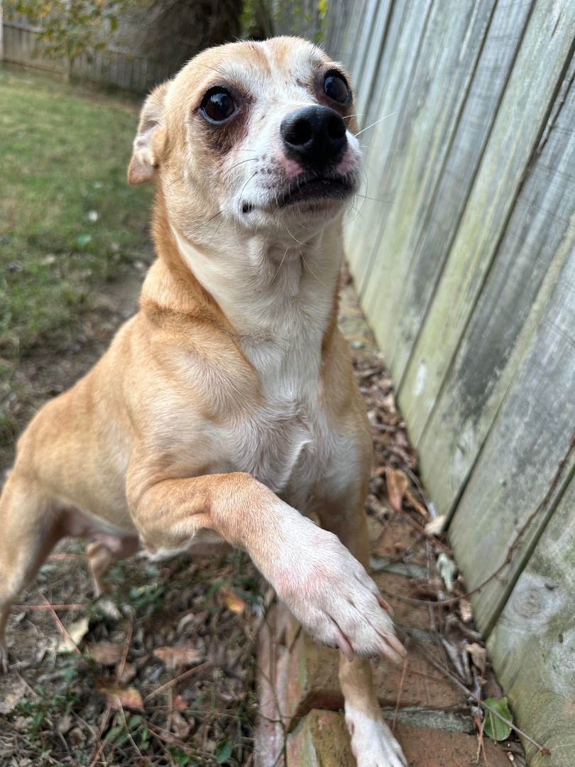 Tut Tut (Deb-Fostered in TN) photo 6