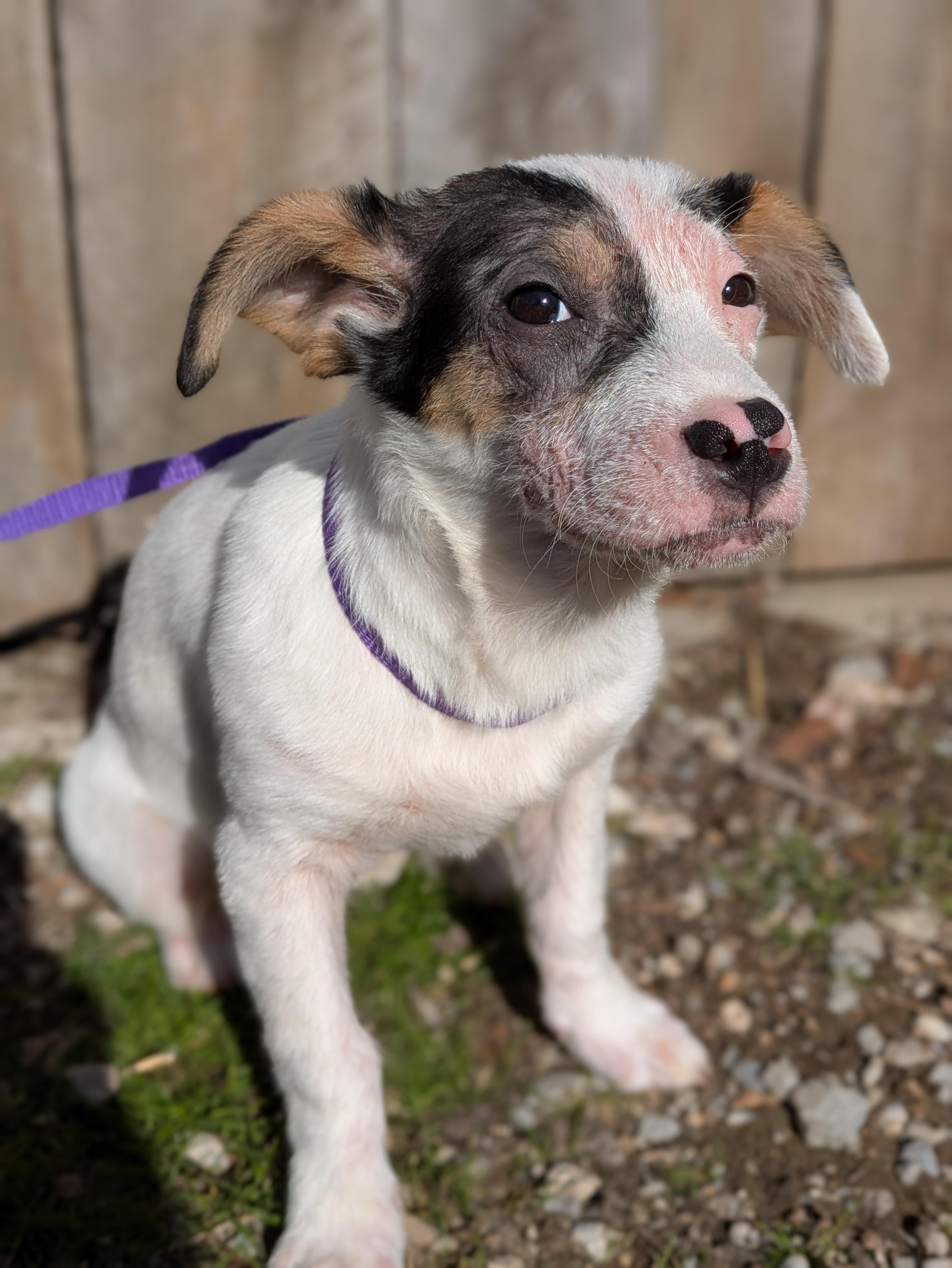 Enlarge Karen, an adopted mixed breed in Huntsville, AL image 6/6