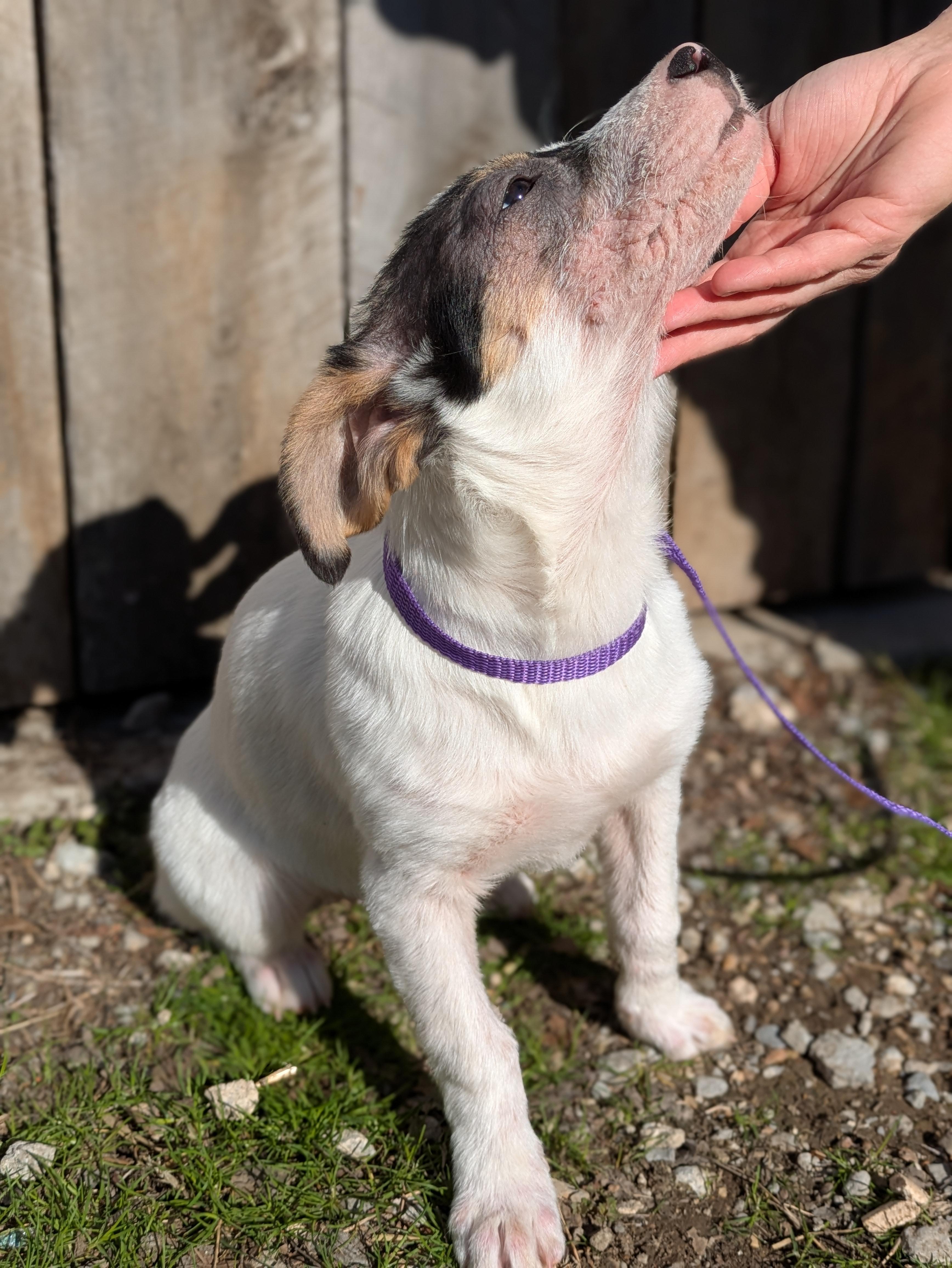 Enlarge Karen, an adopted mixed breed in Huntsville, AL image 4/6