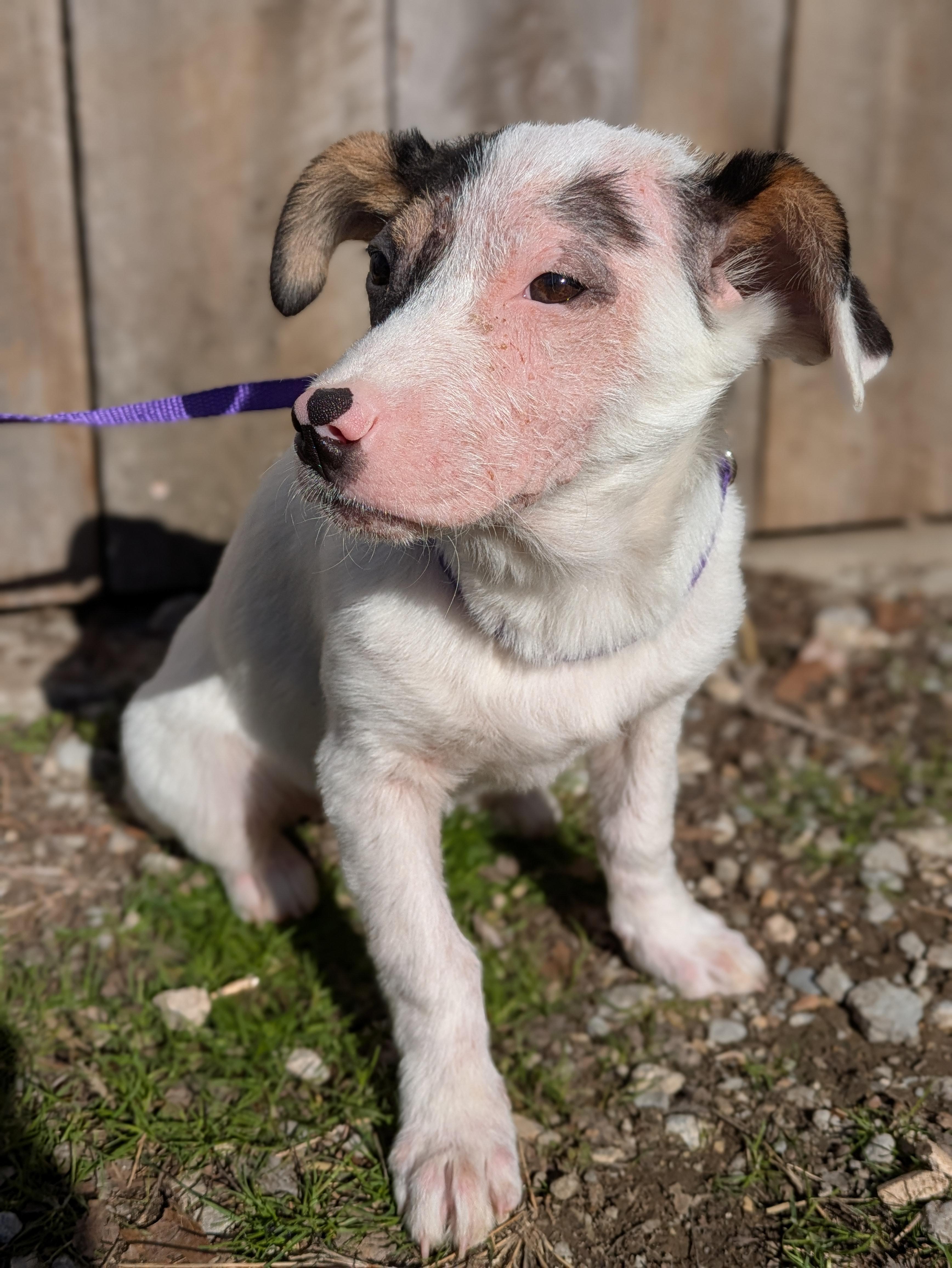 Enlarge Karen, an adopted mixed breed in Huntsville, AL image 2/6