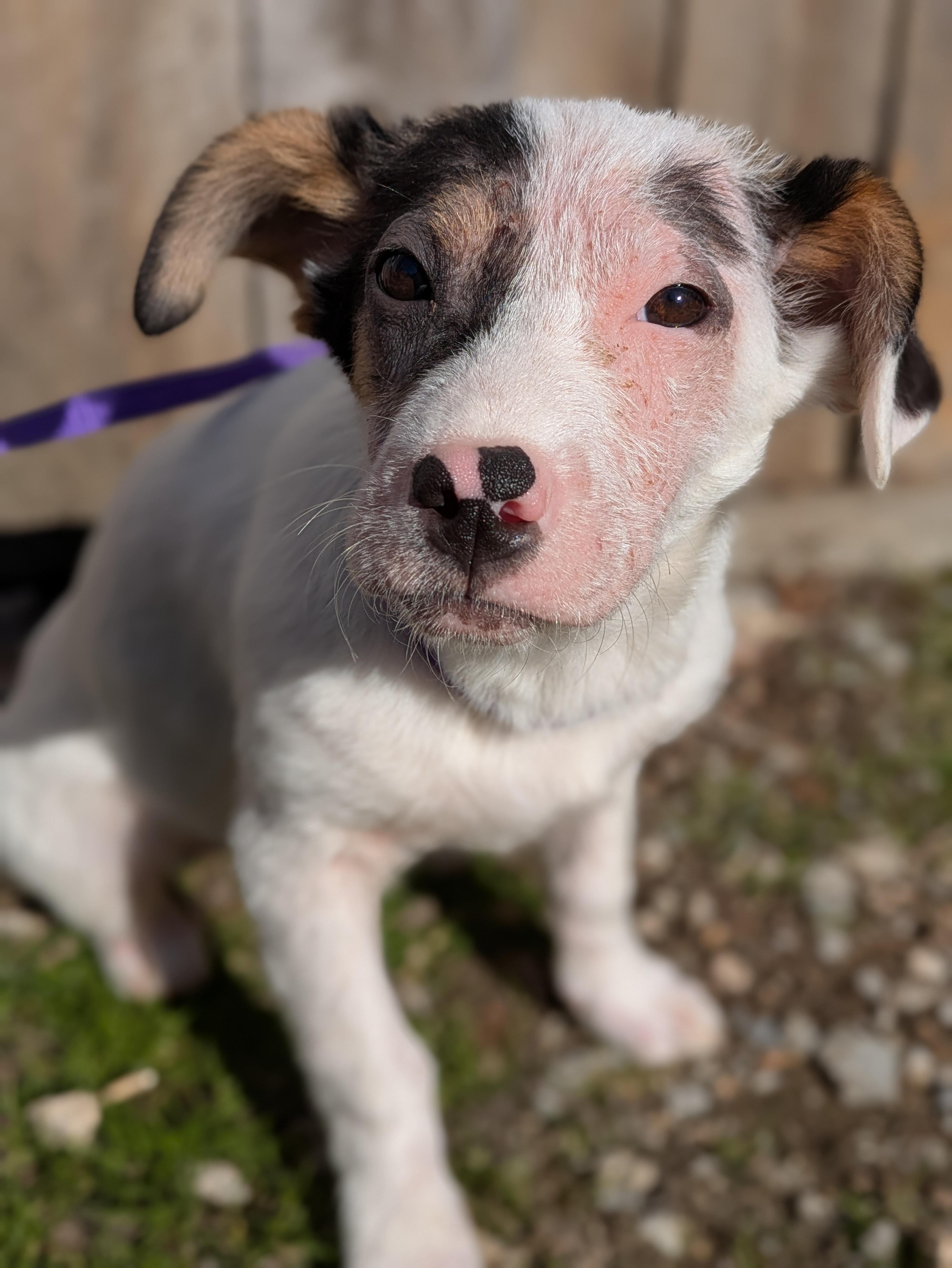 Enlarge Karen, an adopted mixed breed in Huntsville, AL image 1/6