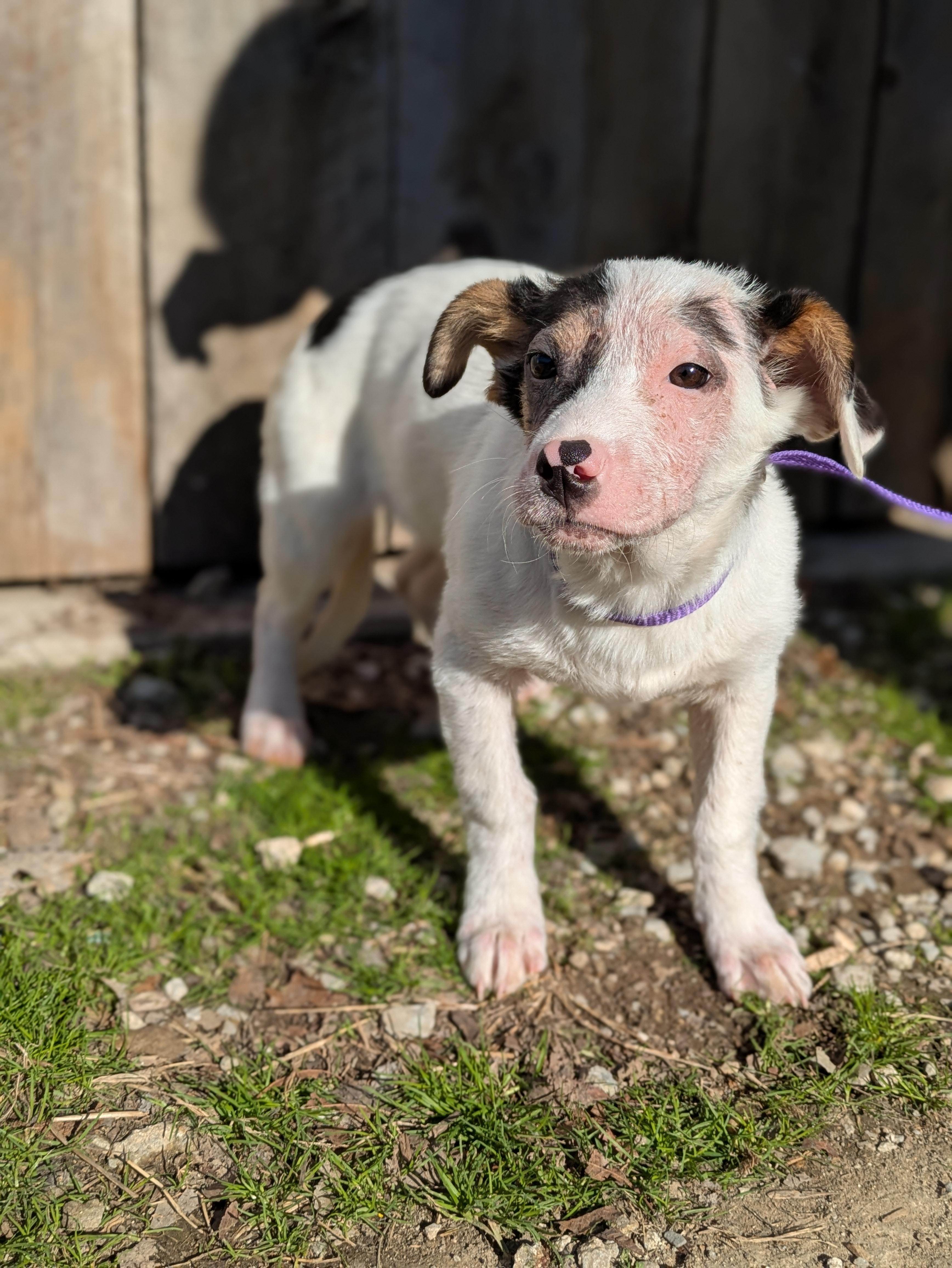 Enlarge Karen, an adopted mixed breed in Huntsville, AL image 3/6