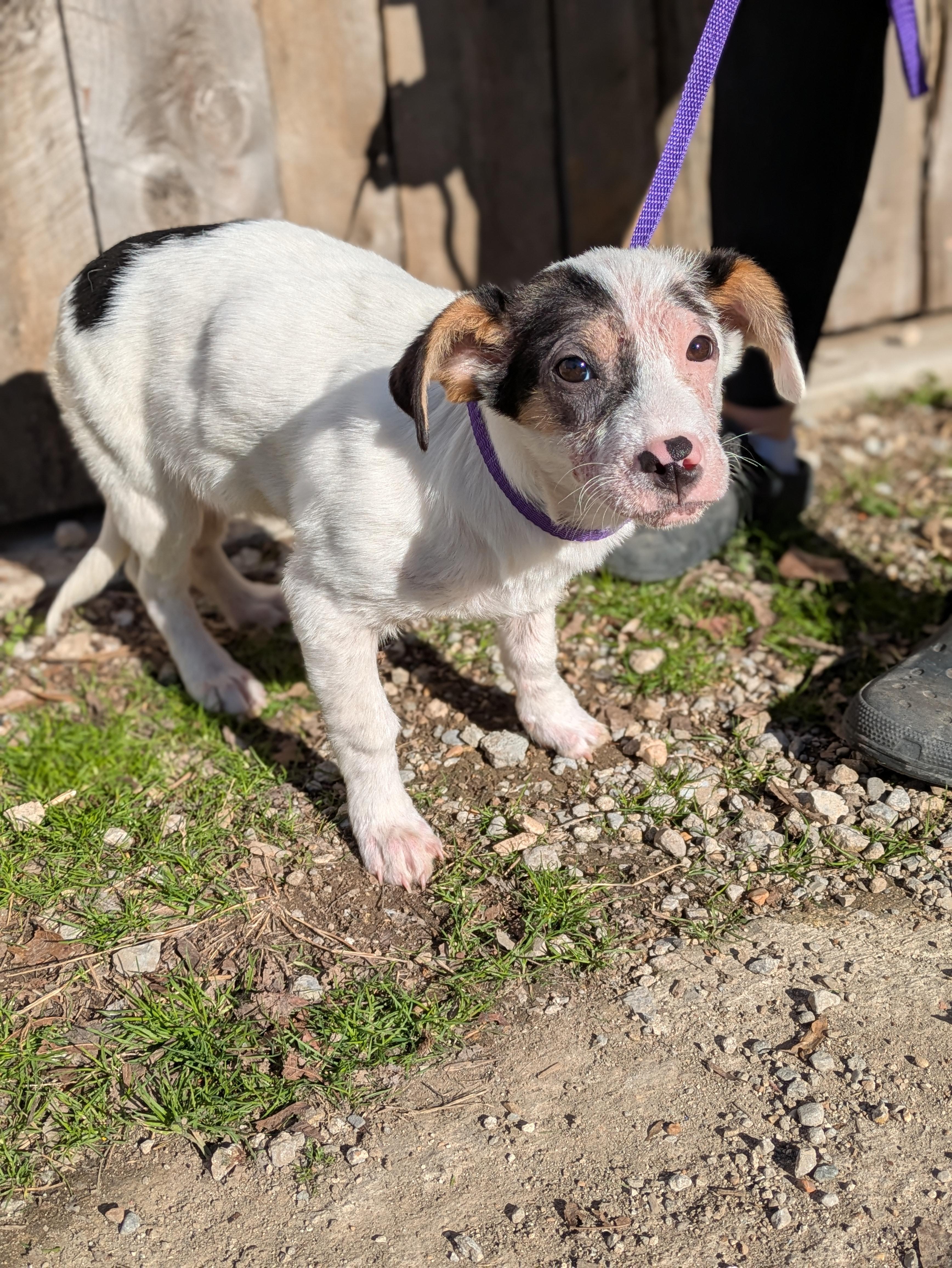 Enlarge Karen, an adopted mixed breed in Huntsville, AL image 5/6