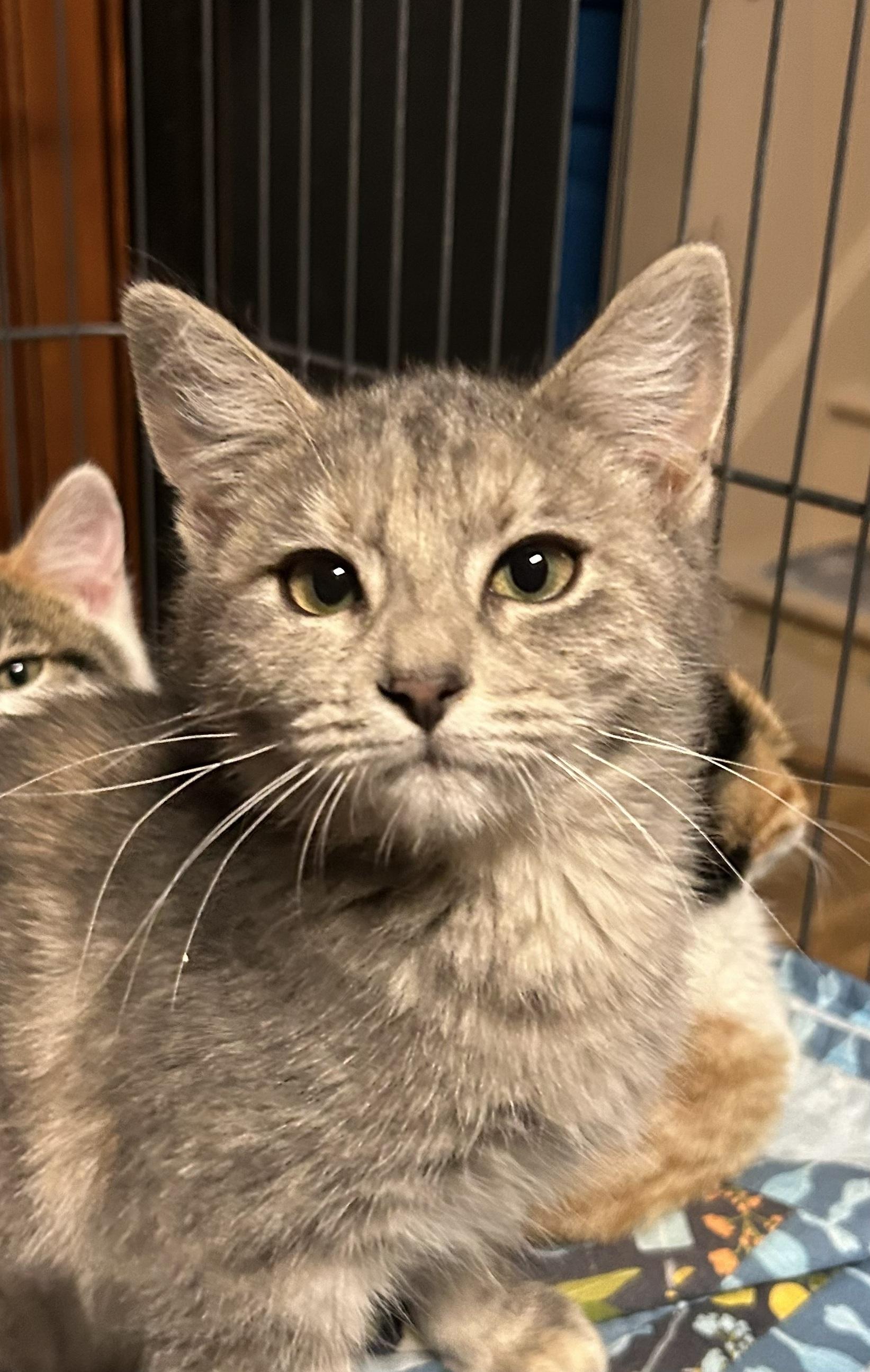 Enlarge Flicker, a Adoptable mixed breed in Midvale, UT image 1/1