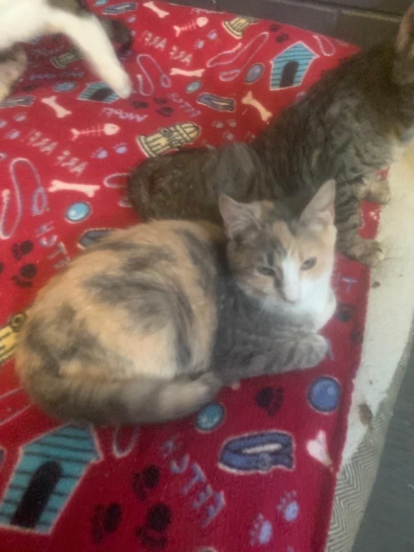 Enlarge Toast, a Adoptable Dilute Calico in Hearne, TX image 1/3