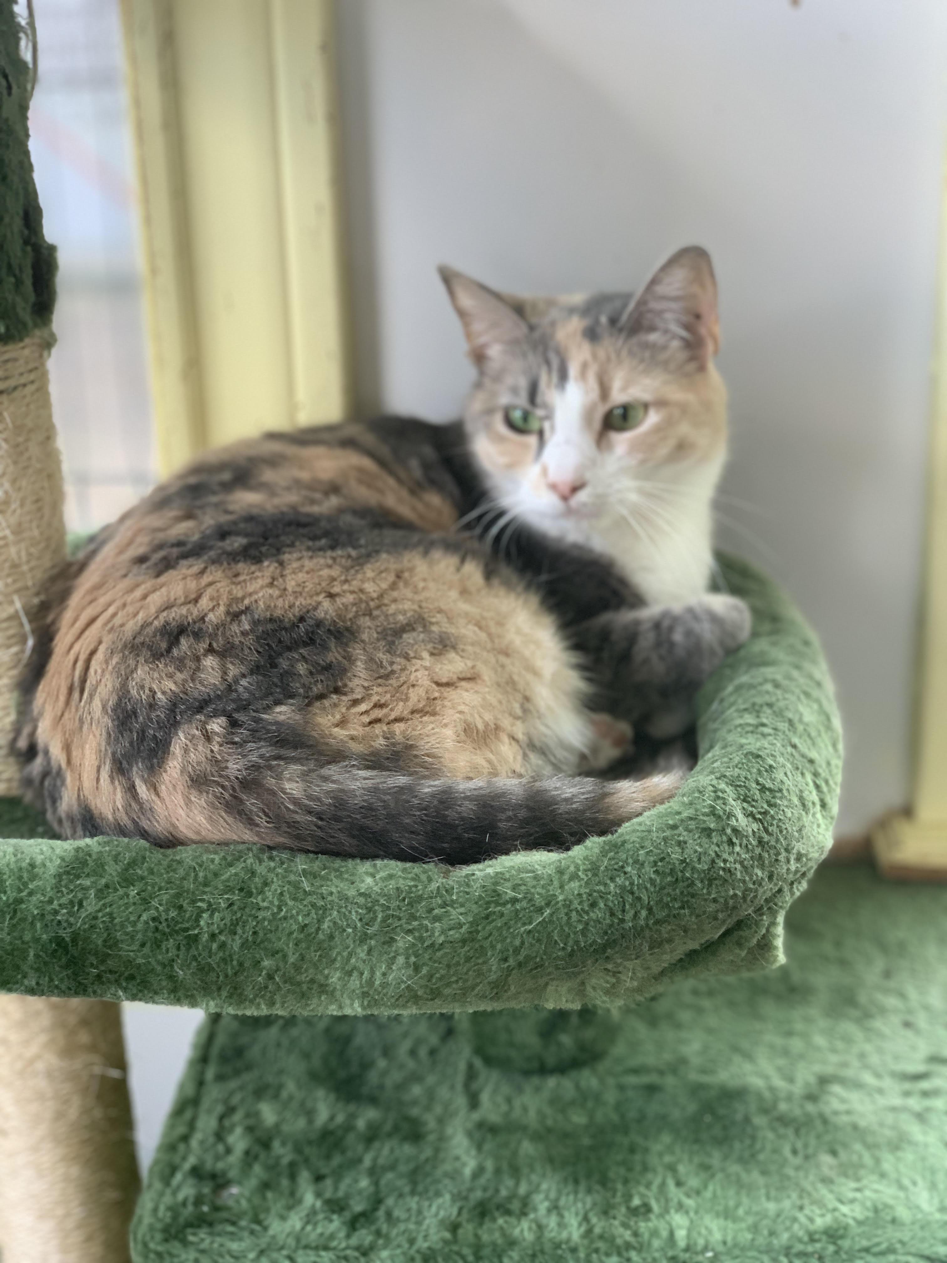 Toast, Adoptable, Young Female Dilute Calico.