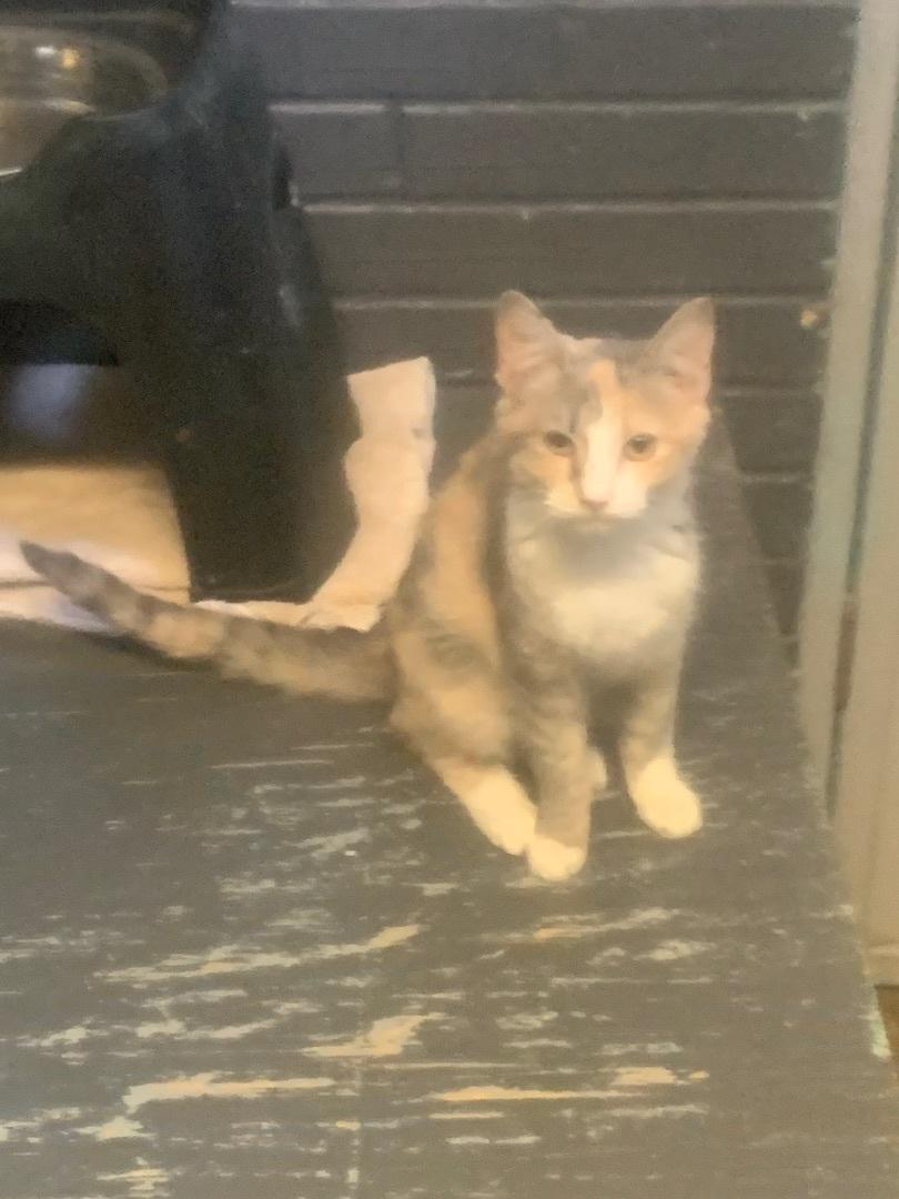 Enlarge Toast, a Adoptable Dilute Calico in Hearne, TX image 3/3