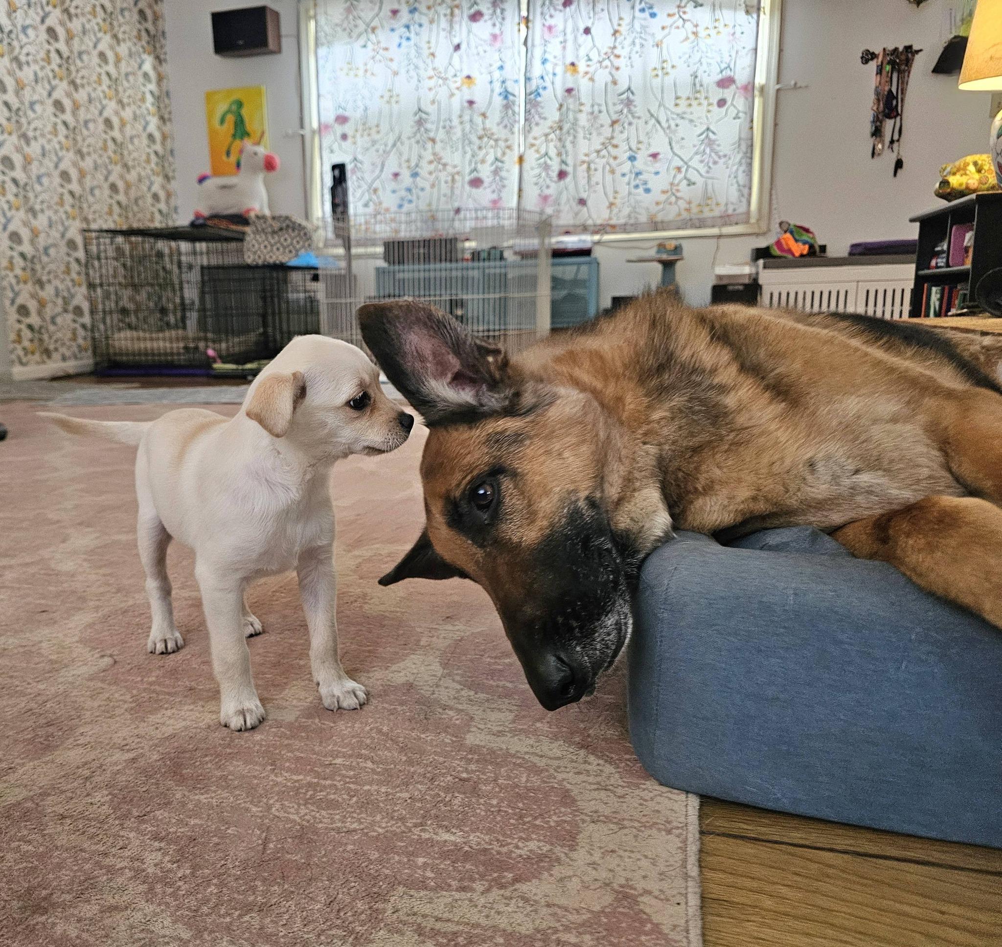 Enlarge Scout, a ADOPTABLE mixed breed in Silver Spring, MD image 3/6