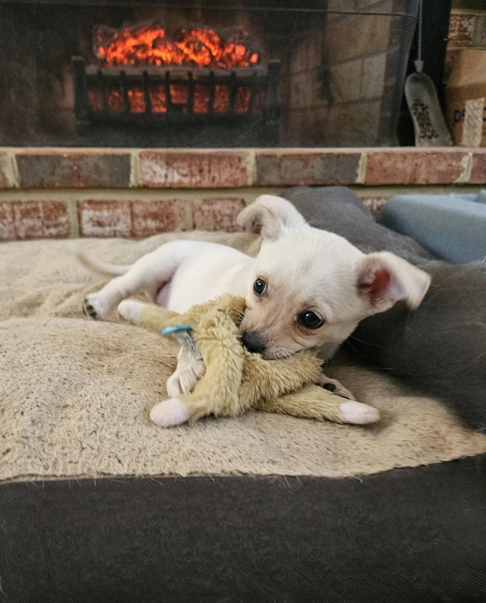 Enlarge Scout, a ADOPTABLE mixed breed in Silver Spring, MD image 2/6