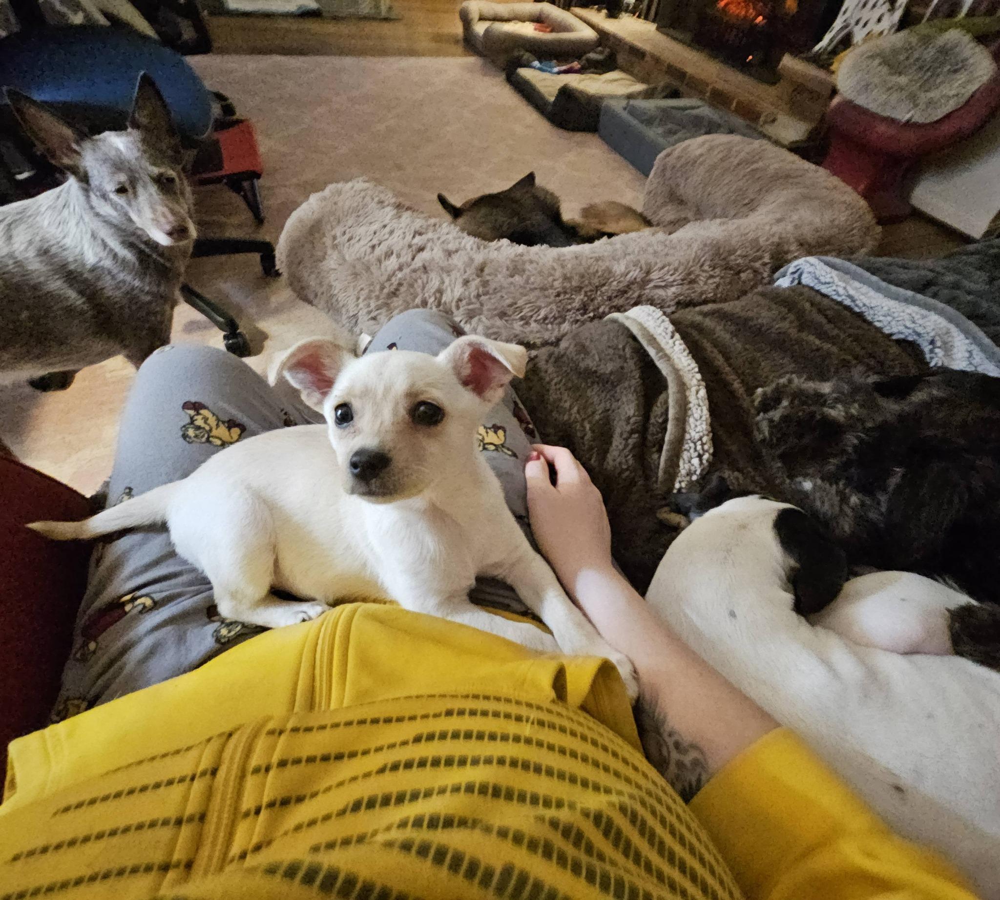 Enlarge Scout, a ADOPTABLE mixed breed in Silver Spring, MD image 5/6