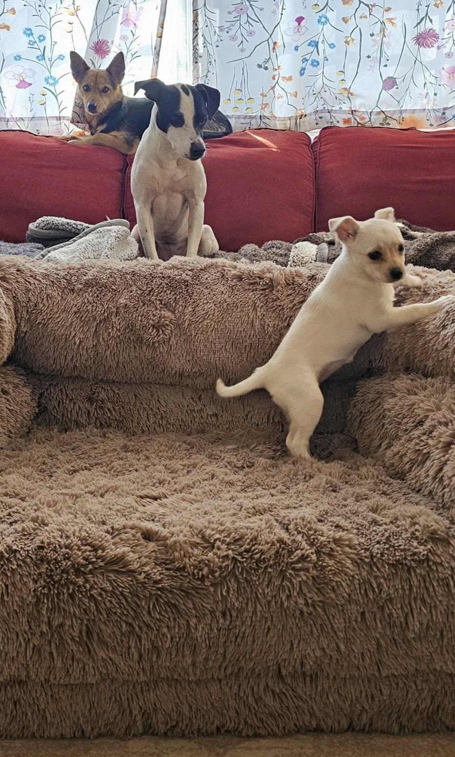 Enlarge Scout, a ADOPTABLE mixed breed in Silver Spring, MD image 6/6