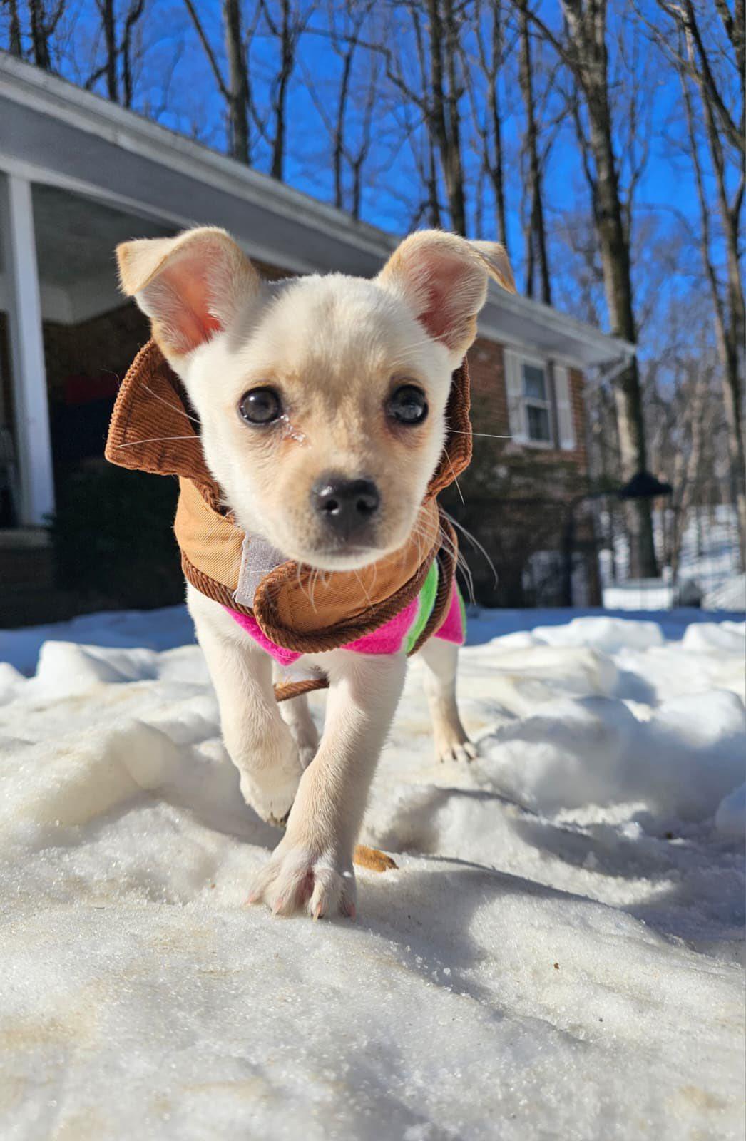 Enlarge Scout, a ADOPTABLE mixed breed in Silver Spring, MD image 1/6
