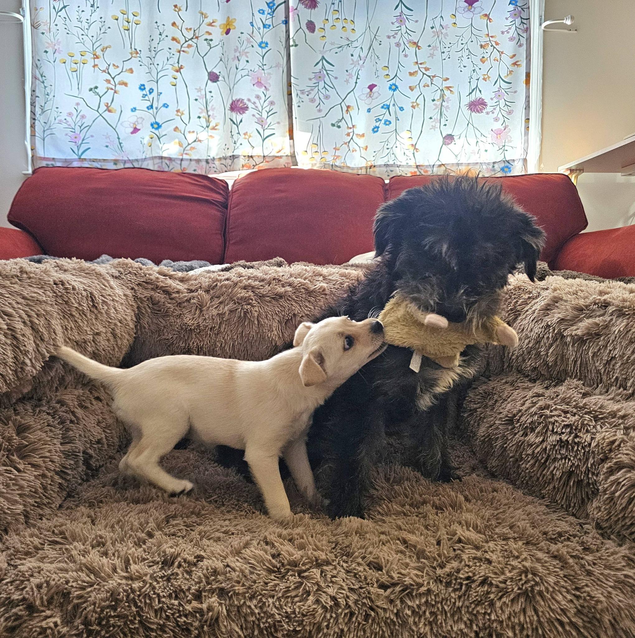 Enlarge Scout, a ADOPTABLE mixed breed in Silver Spring, MD image 4/6