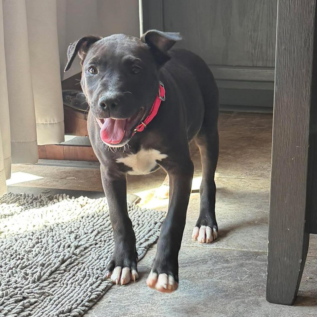 Enlarge Bingo, a Adoptable Pit Bull Terrier in Jarrettsville, MD image 1/6