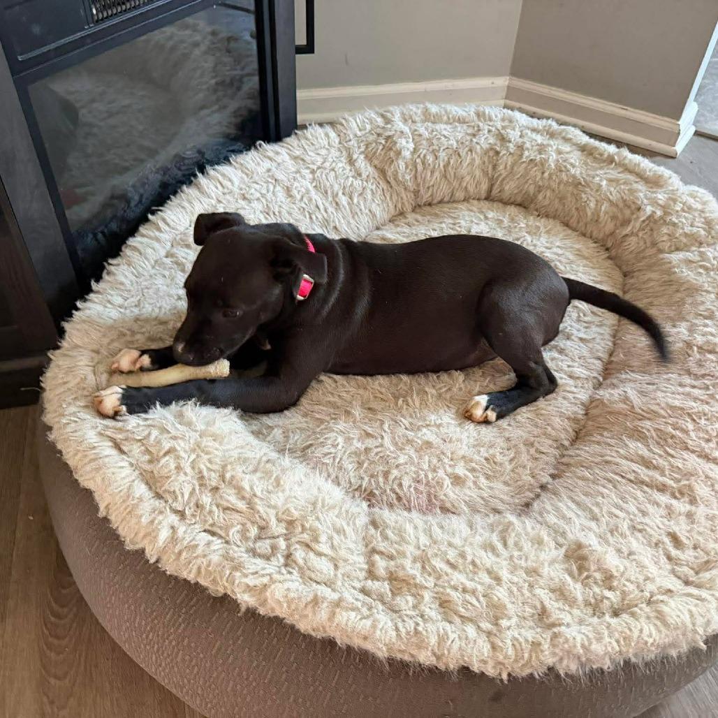 Enlarge Bingo, a Adoptable Pit Bull Terrier in Jarrettsville, MD image 2/6