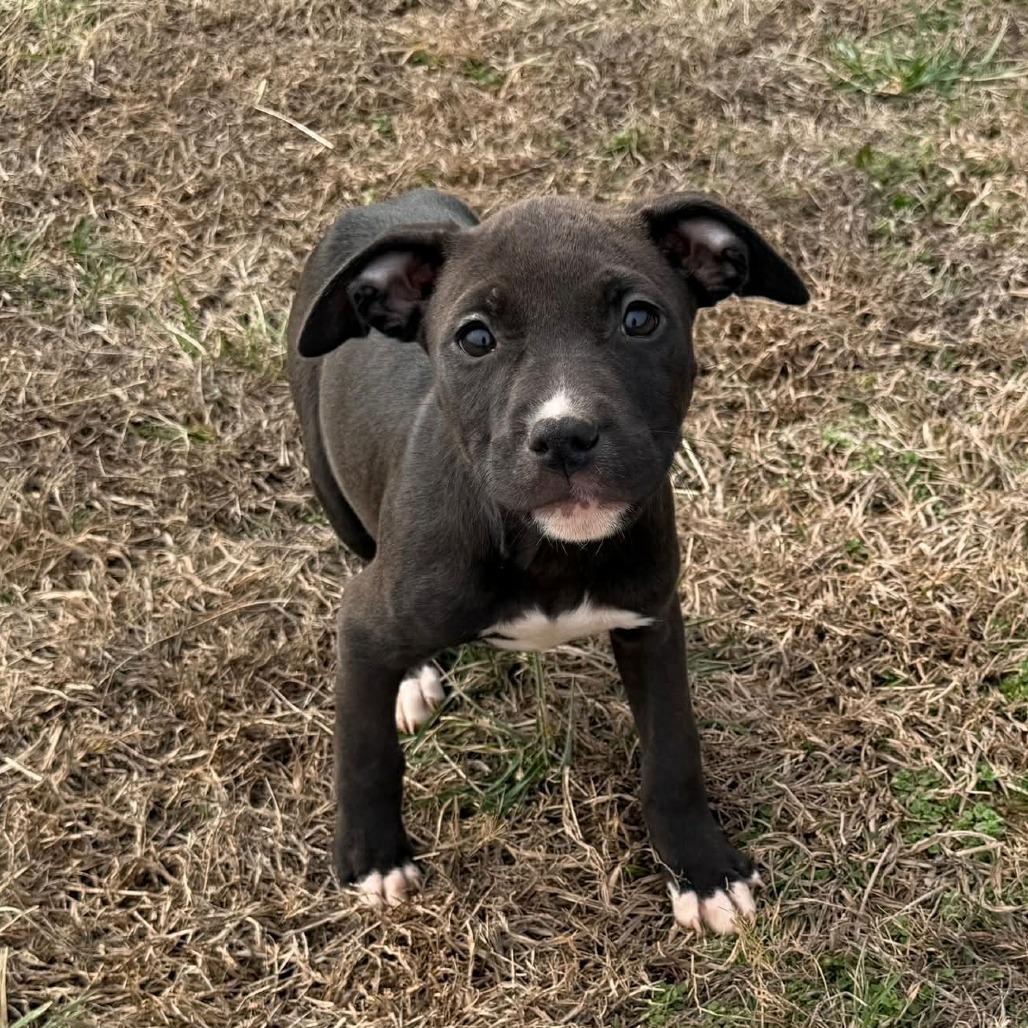 Enlarge Bingo, a Adoptable Pit Bull Terrier in Jarrettsville, MD image 3/6