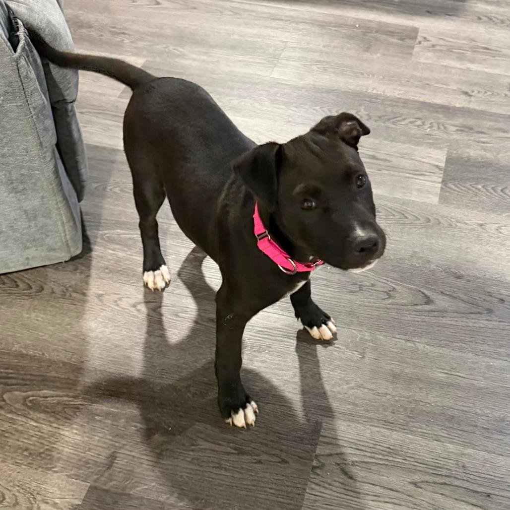 Enlarge Bingo, a Adoptable Pit Bull Terrier in Jarrettsville, MD image 4/6