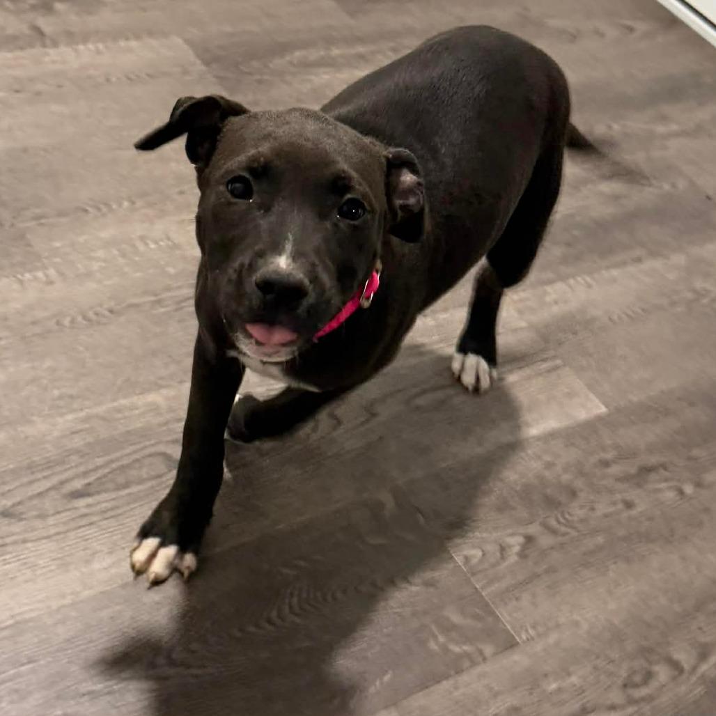 Enlarge Bingo, a Adoptable Pit Bull Terrier in Jarrettsville, MD image 5/6