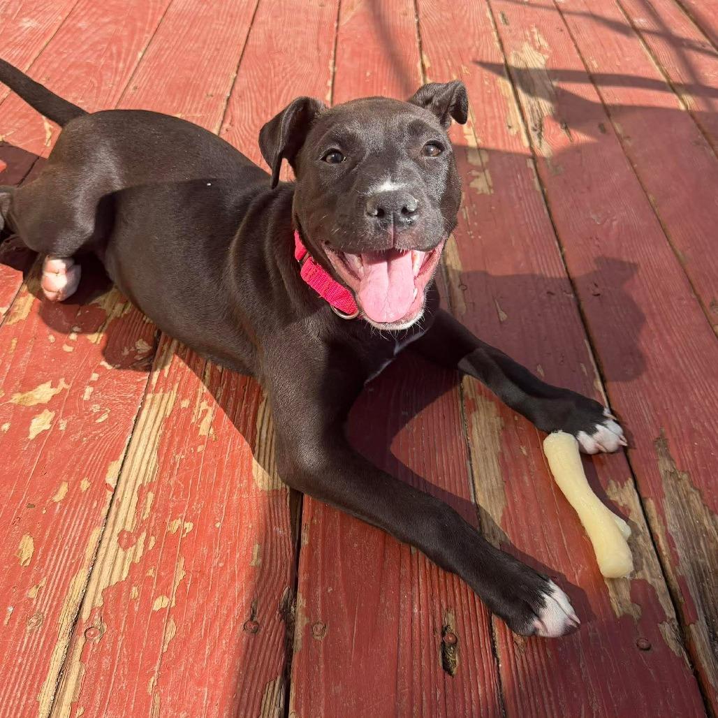 Enlarge Bingo, a Adoptable Pit Bull Terrier in Jarrettsville, MD image 6/6