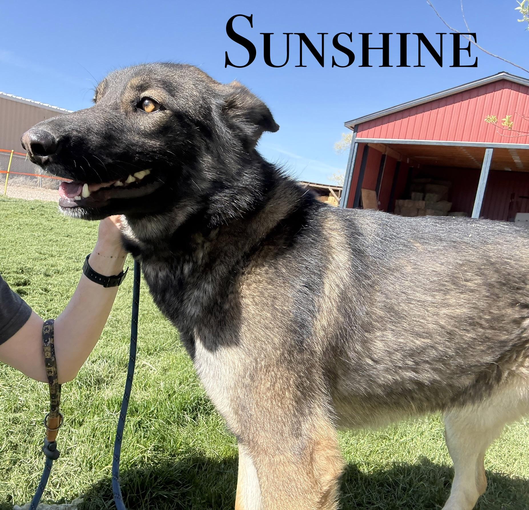 Enlarge Sunshine, an adoptable mixed breed in Craig, CO image 1/1