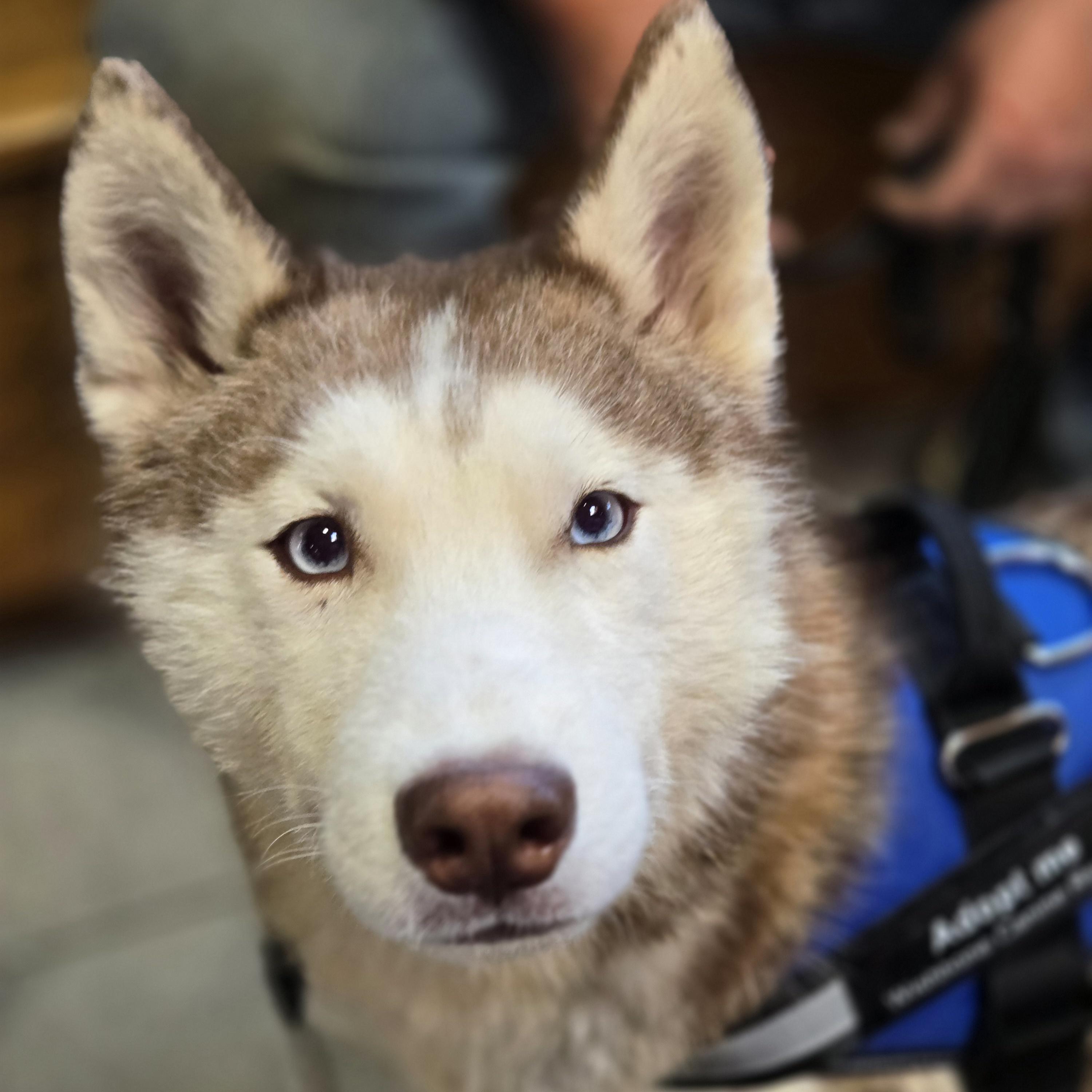 Balto, a ADOPTABLE mixed breed in Normal, IL image 6/6