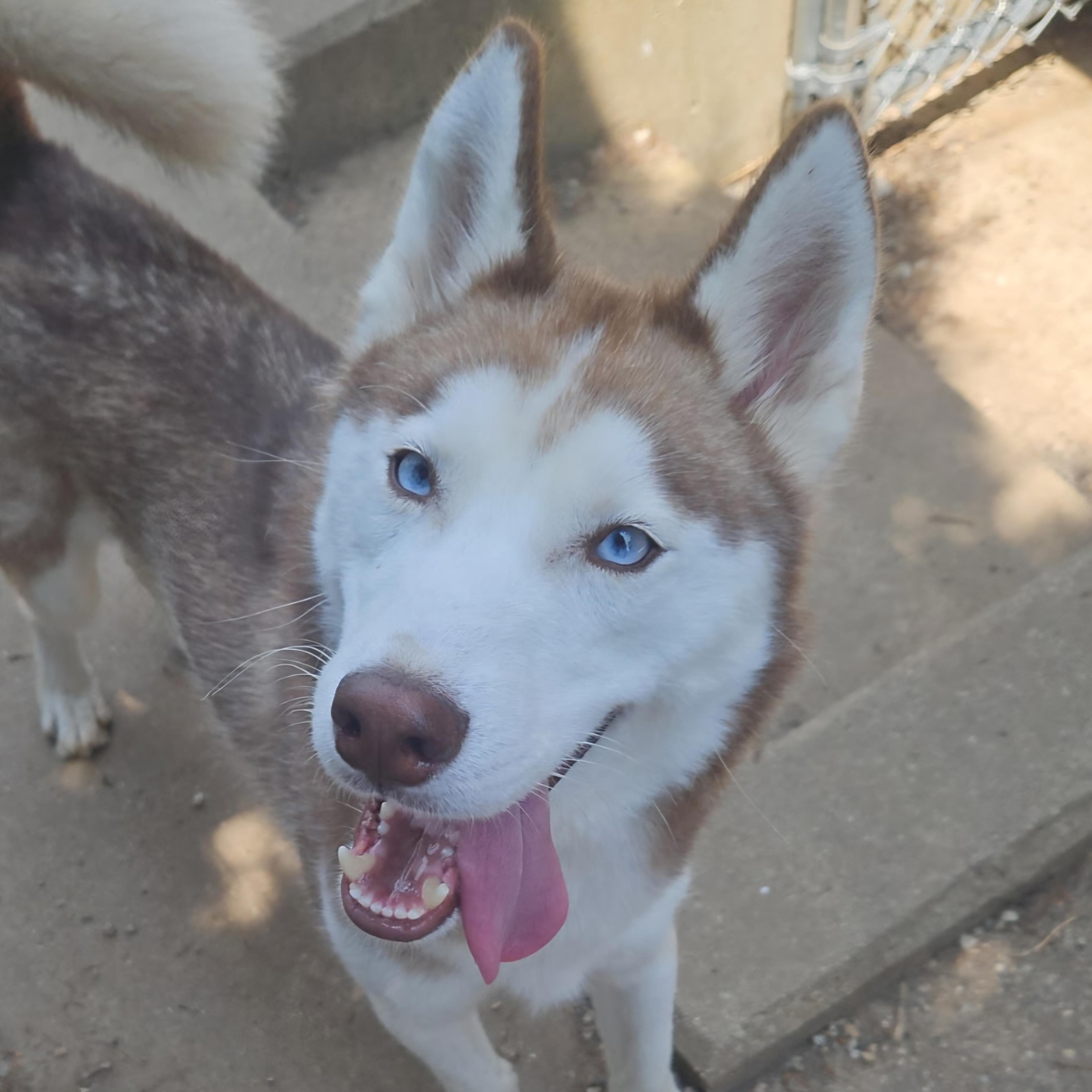 Balto, ADOPTABLE, Adult Male Husky & Mixed Breed.