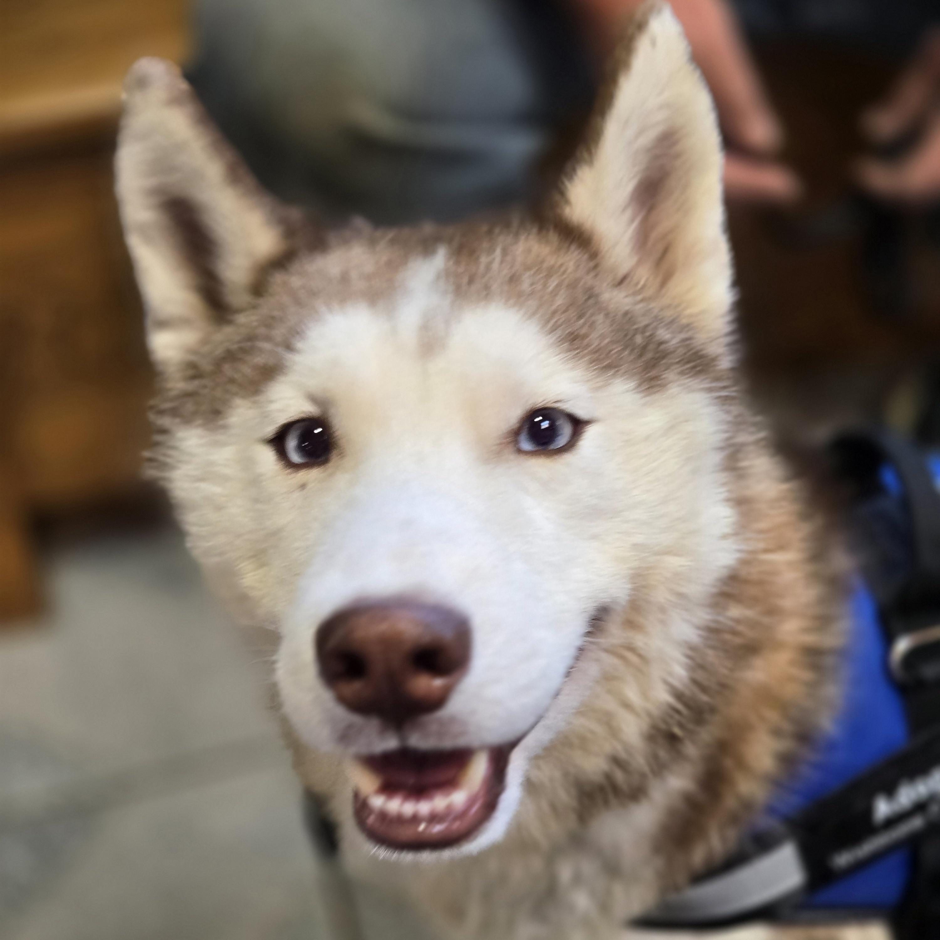 Balto, a ADOPTABLE mixed breed in Normal, IL image 1/6