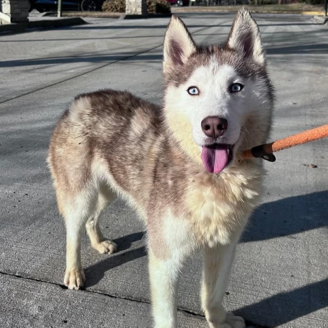 Balto, a ADOPTABLE mixed breed in Normal, IL image 3/6