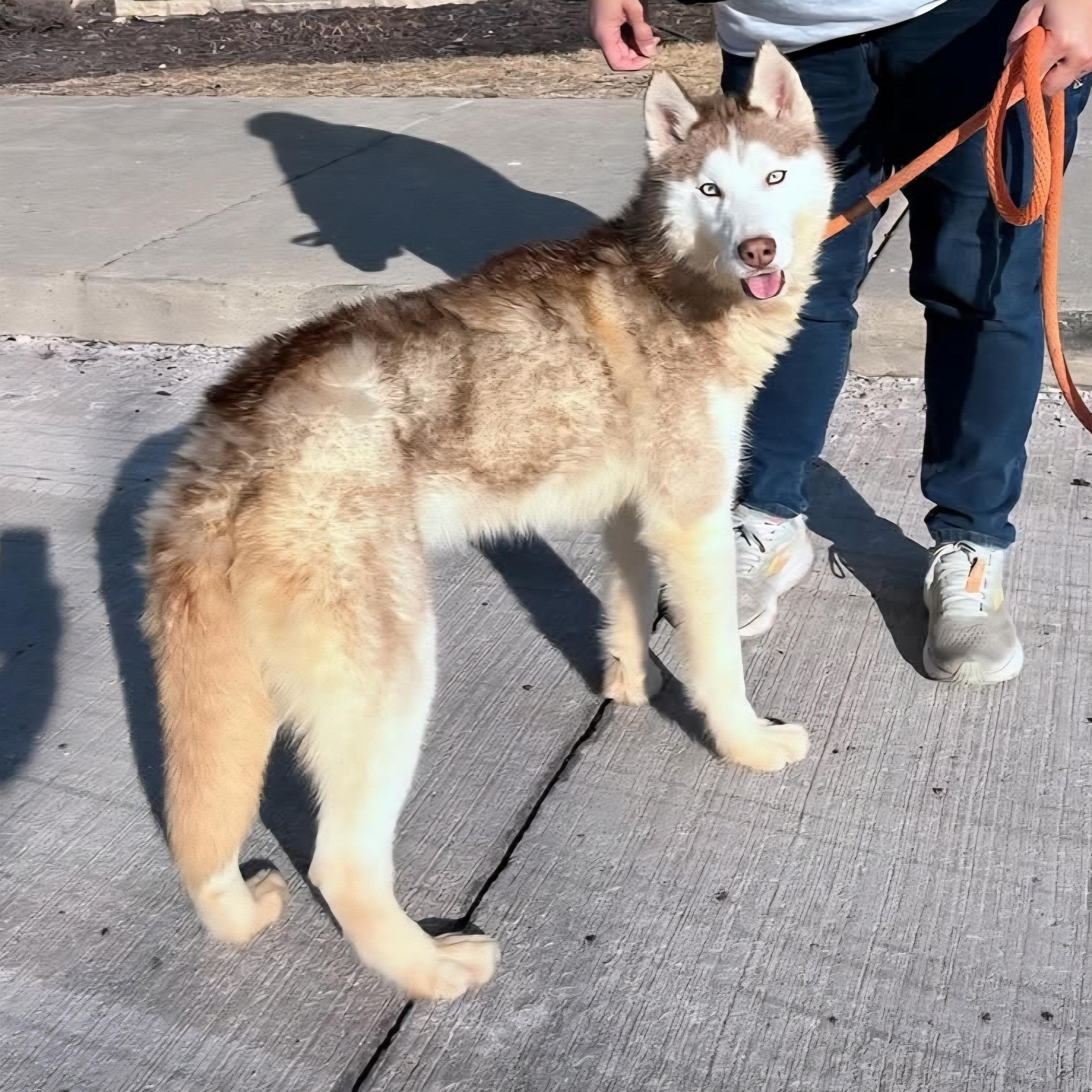 Balto, a ADOPTABLE mixed breed in Normal, IL image 4/6