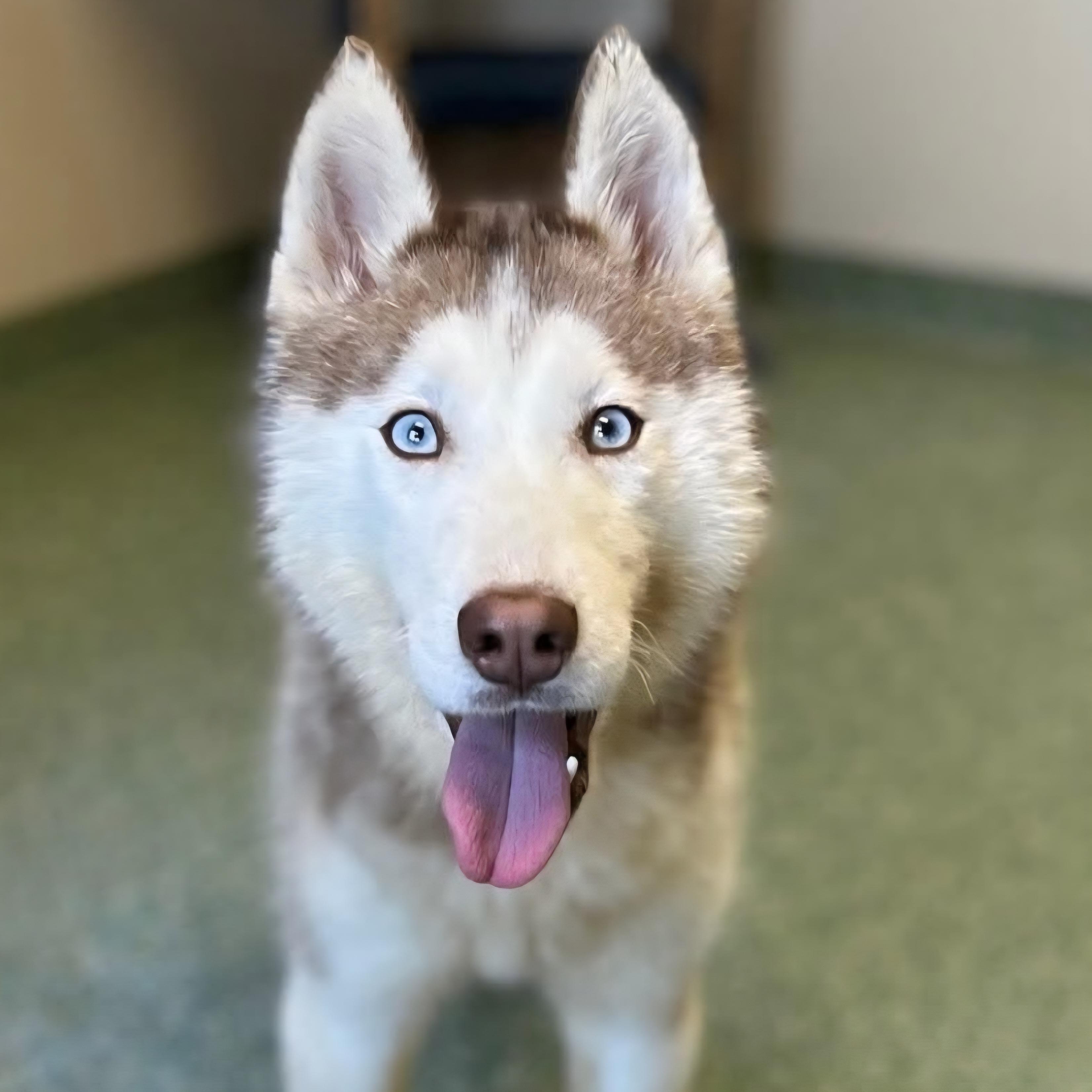 Balto, a ADOPTABLE mixed breed in Normal, IL image 2/6