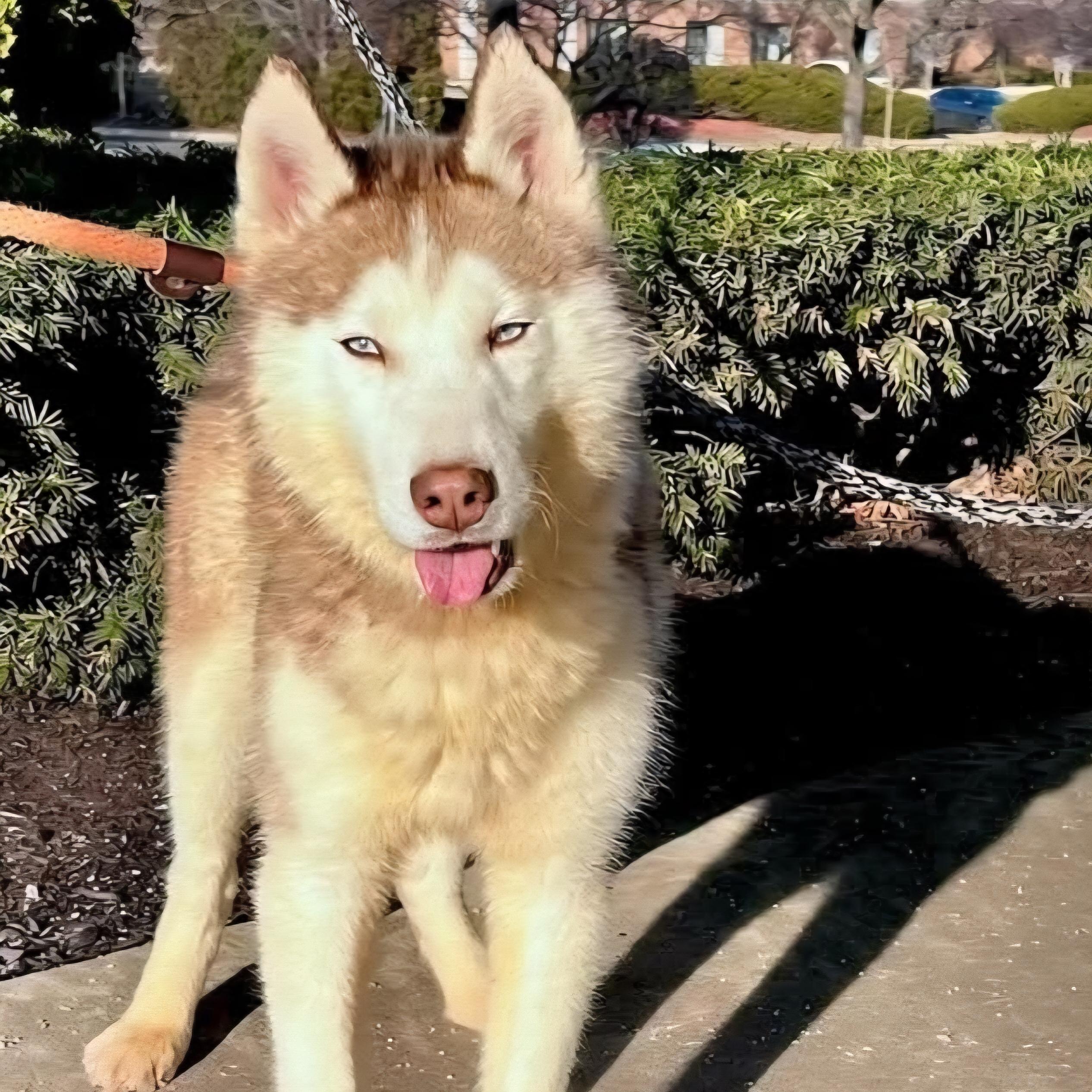 Balto, a ADOPTABLE mixed breed in Normal, IL image 5/6