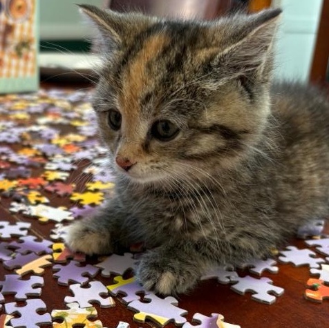 Enlarge Peanut, an adopted mixed breed in Hyattsville, MD image 4/4