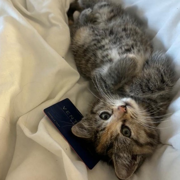 Enlarge Peanut, an adopted mixed breed in Hyattsville, MD image 3/4