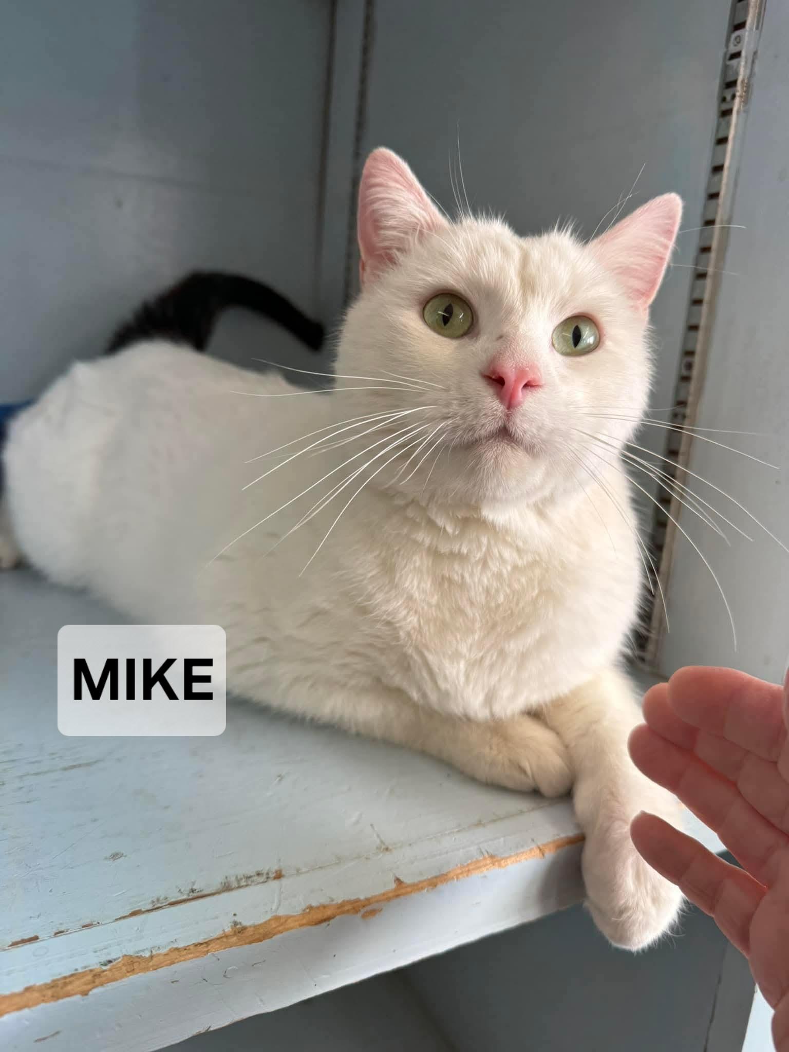 Enlarge Mike, a ADOPTABLE Domestic Short Hair in Windom, MN image 1/1