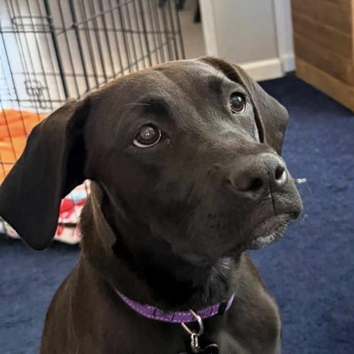 Enlarge Sky, an adopted mixed breed in Sacramento, CA image 1/2
