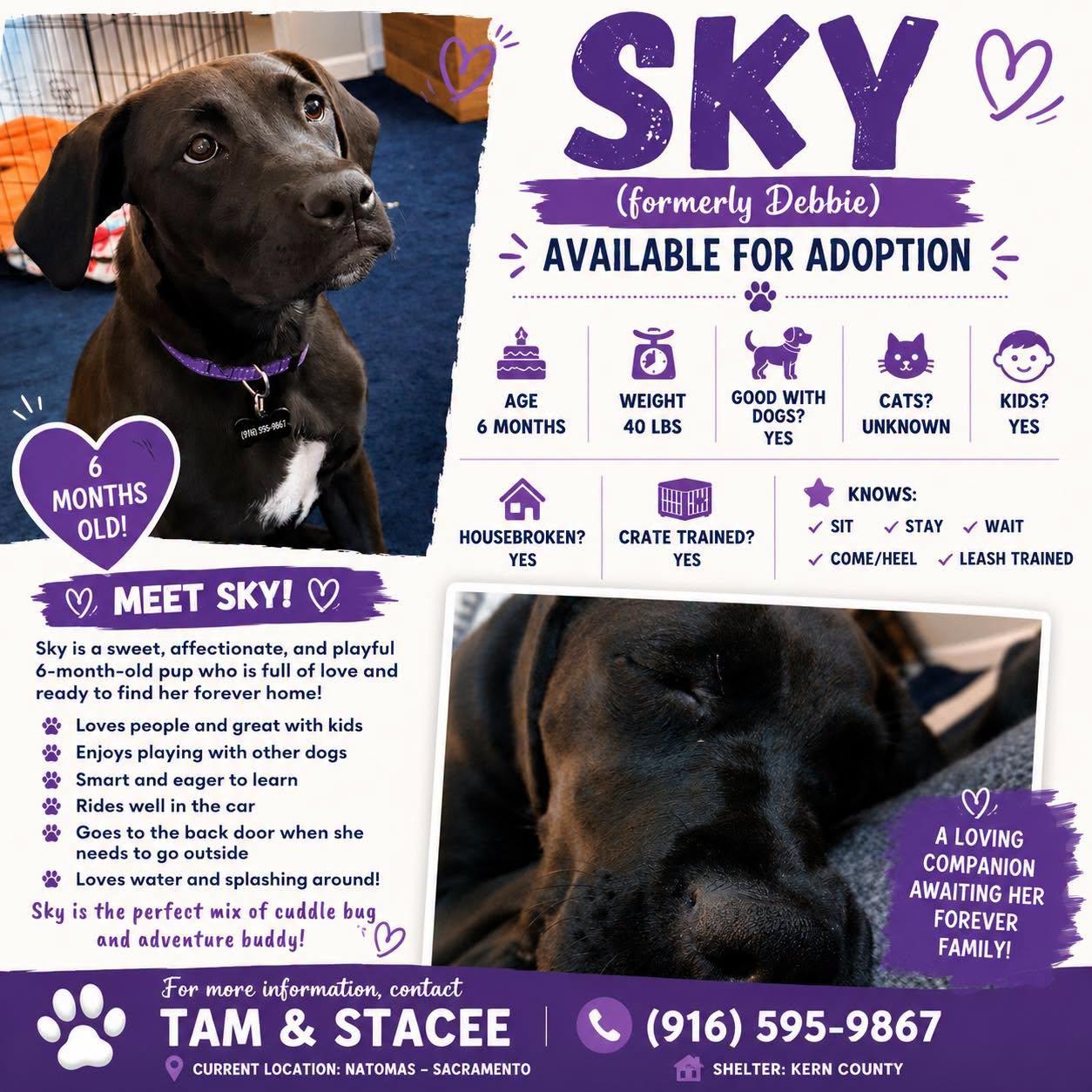 Enlarge Sky, an adopted mixed breed in Sacramento, CA image 2/2