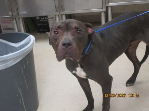 Enlarge Grizzly (883), a Adoptable mixed breed in Marietta, GA image 1/1